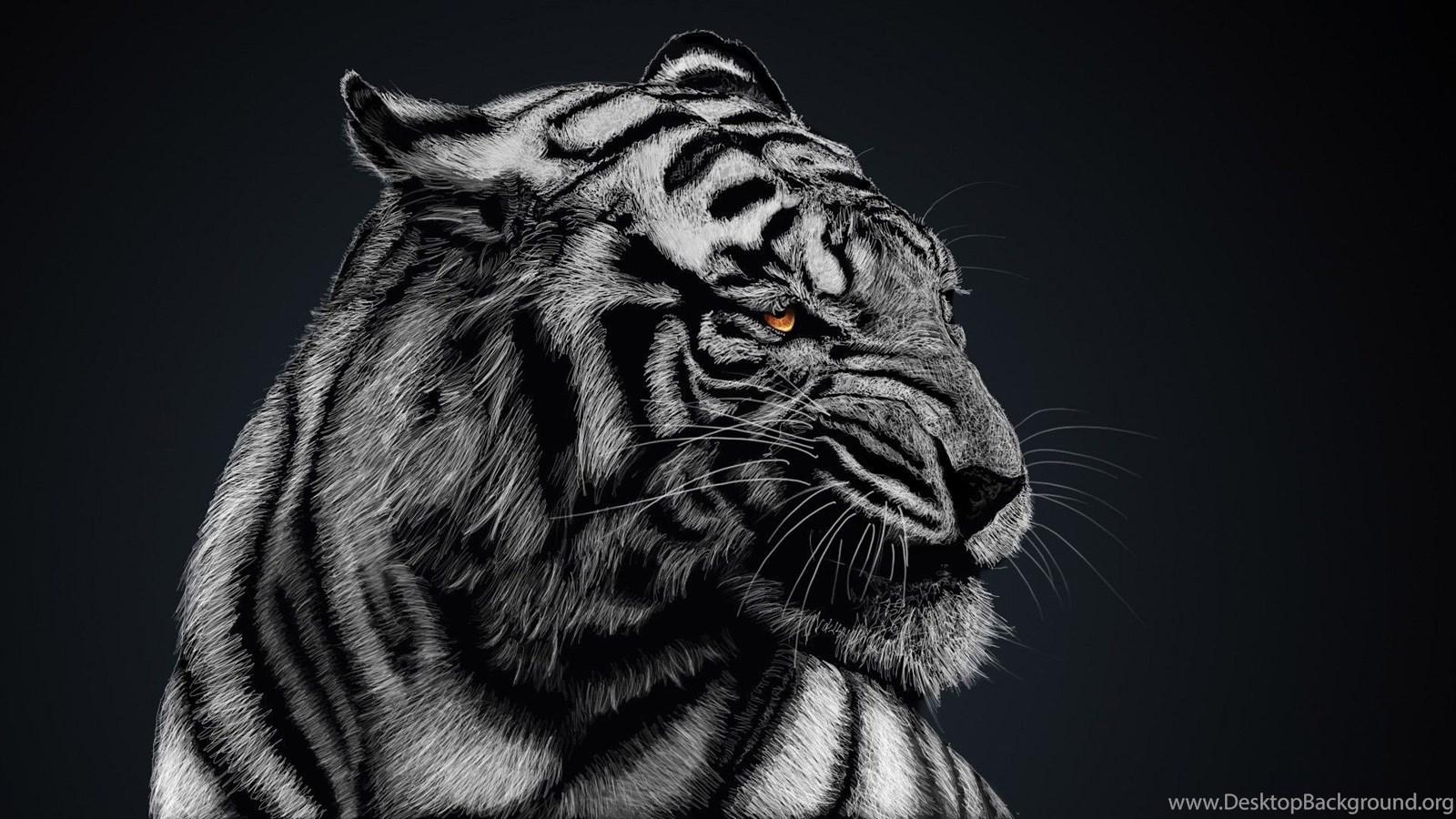 Black And White Tiger Wallpaper High Quality, Animal