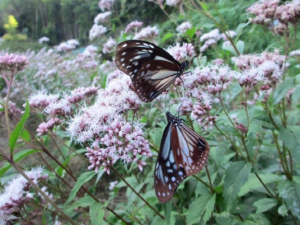Rakusai: A Pilgrimage to the Green of Western Kyoto. Kyoto