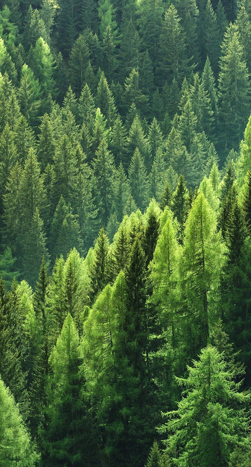 Bright green pine tree forest. Nature. Nature iphone wallpaper