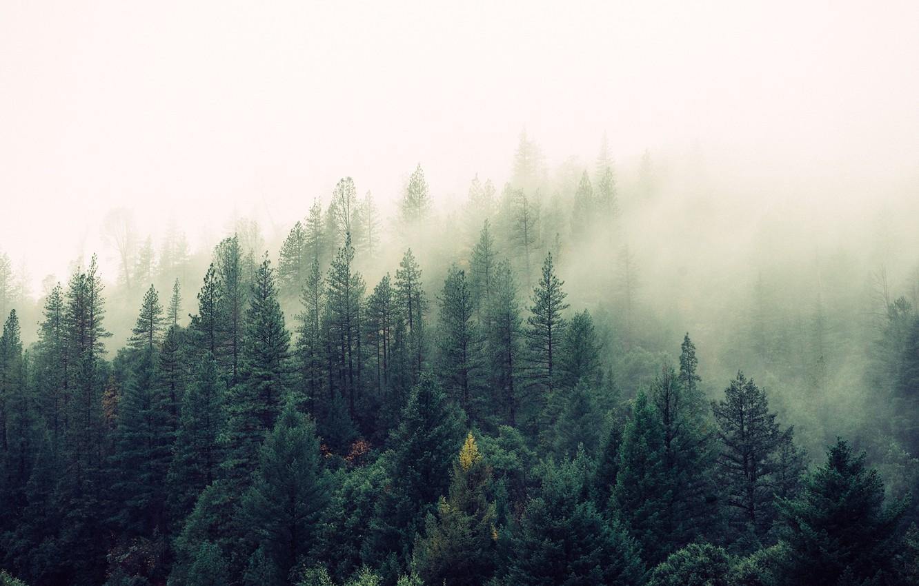Wallpaper forest, fog, Nature, beauty, pine, tree image