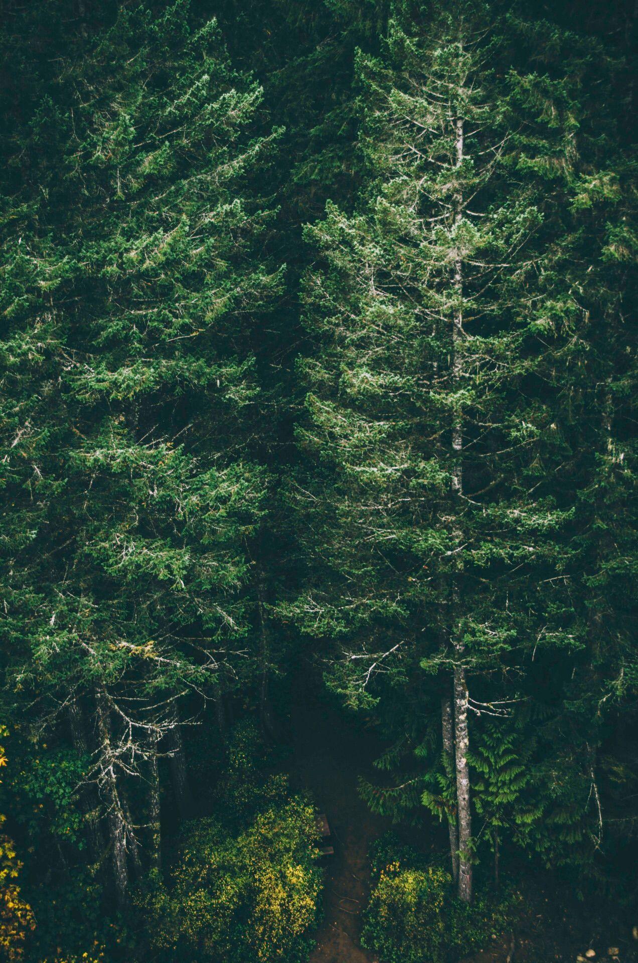 Forest iPhone Wallpapers