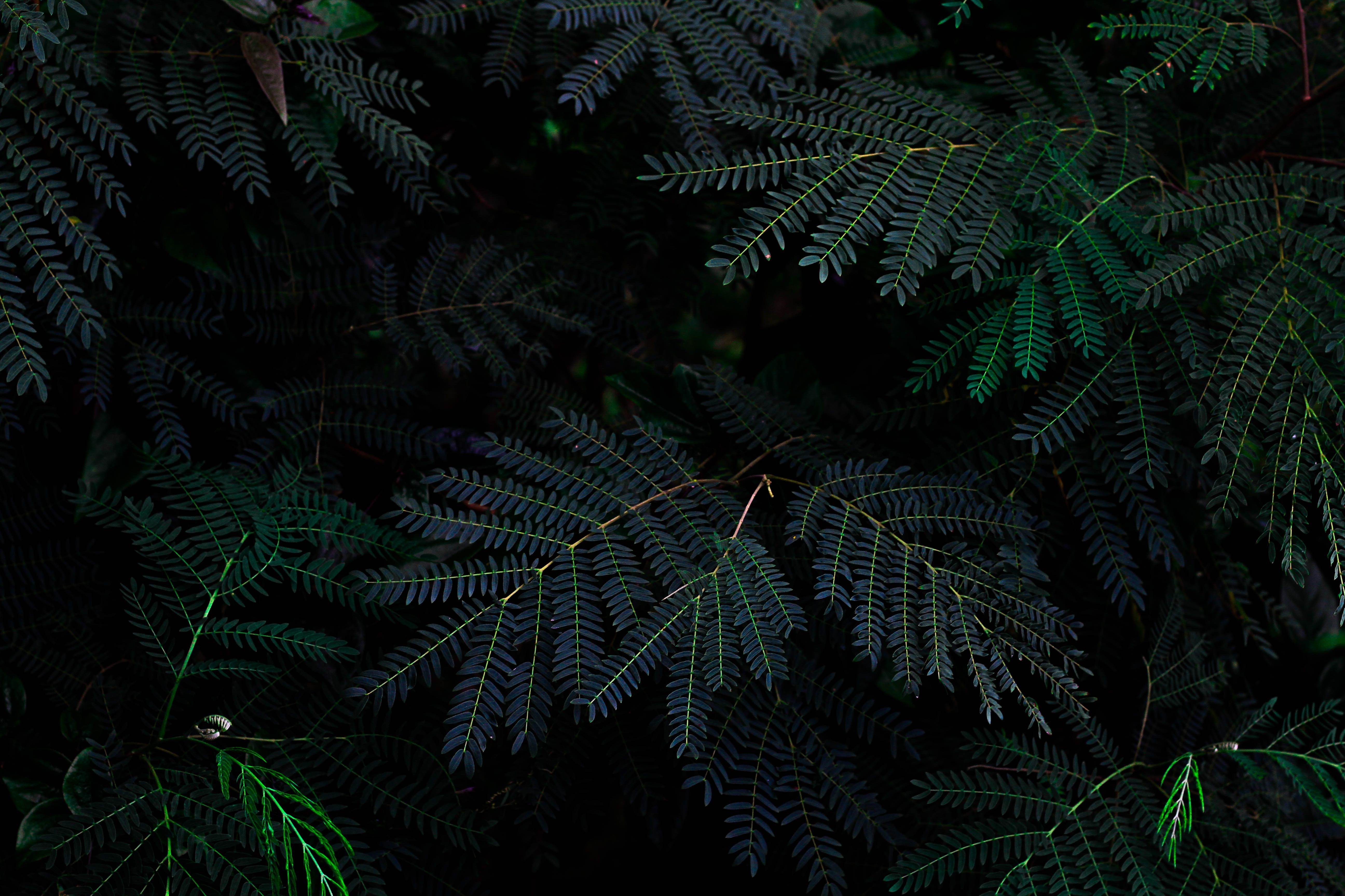 HD Wallpaper Up close photo of dark green pine tree limbs