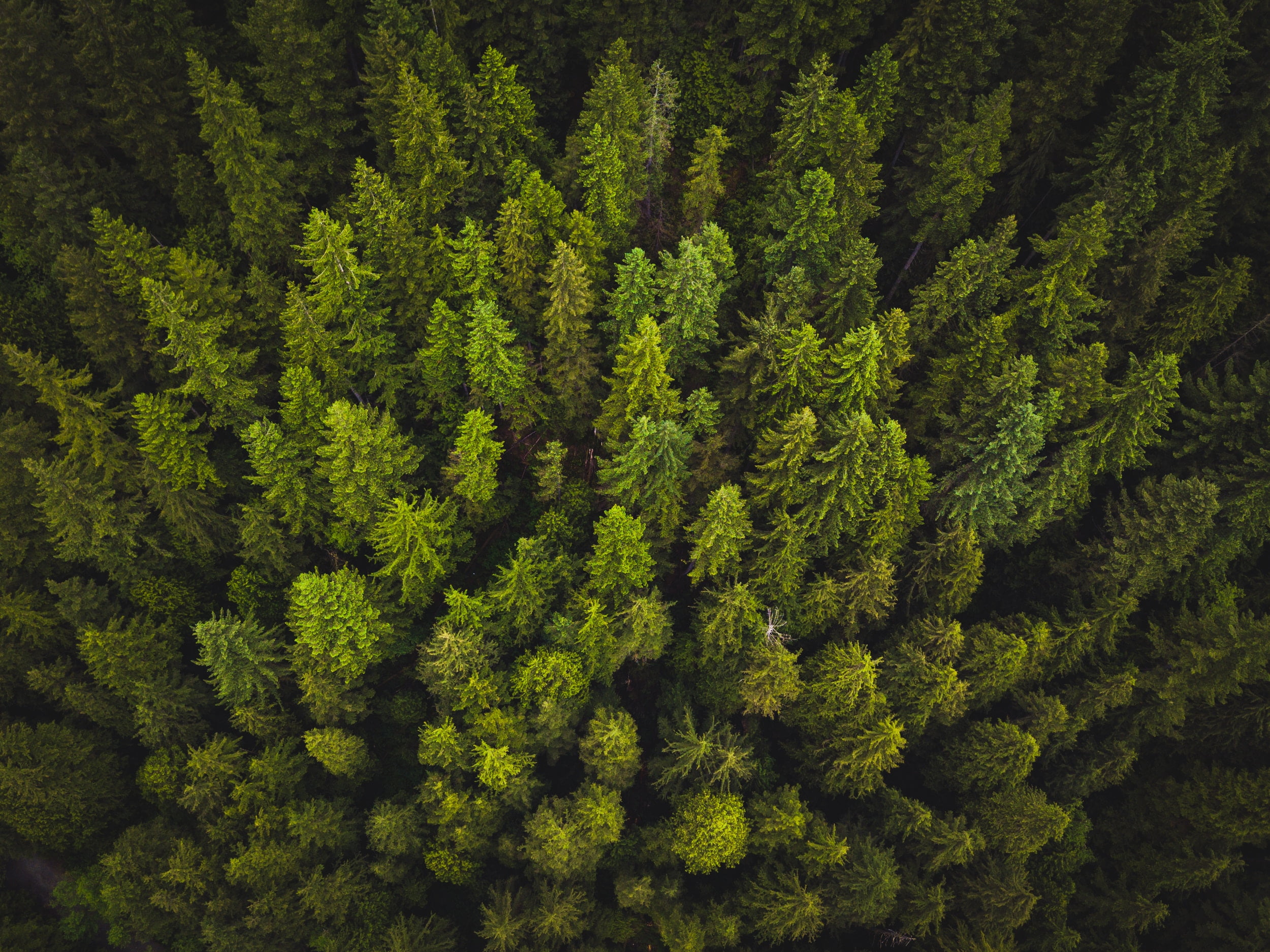 Green pine trees, Trees, Top view, Green HD wallpaper