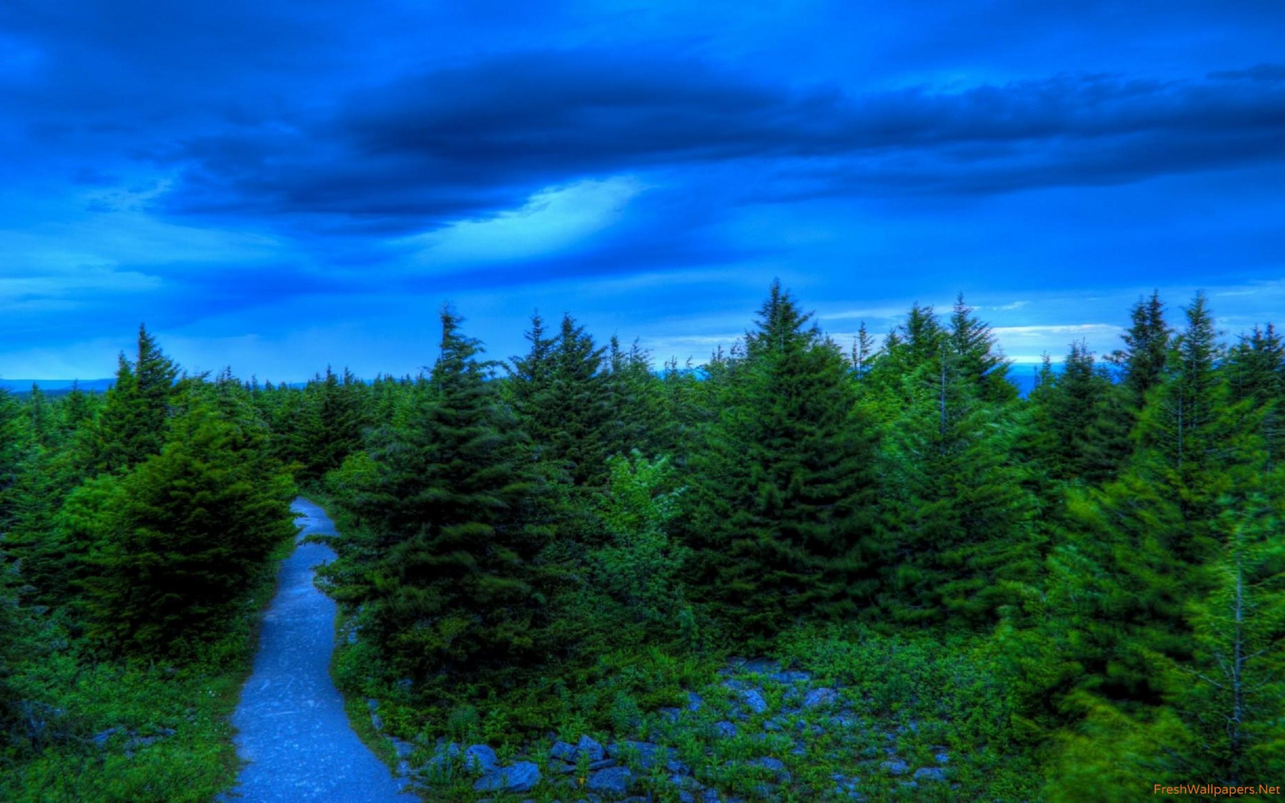 Green Pine Tree Forest Wallpapers - Wallpaper Cave