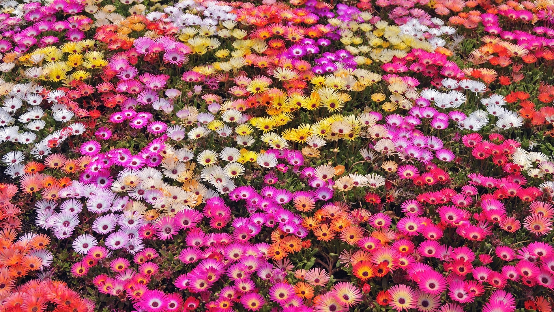 Nature flowers garden petals colors abstract plants