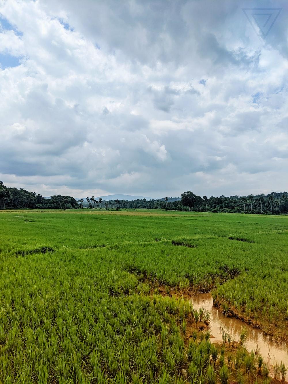 Paddy Field Picture. Download Free Image