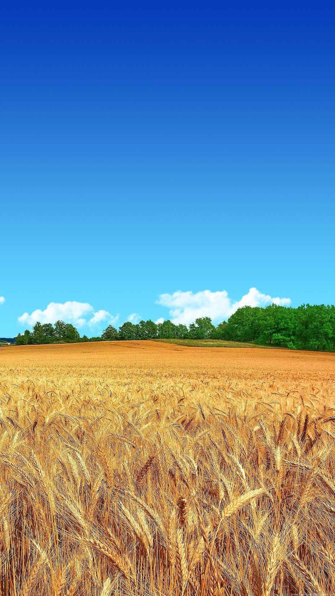 Wheat Field Clear Blue Sky HD Wallpaper #NiceBlueSkys. Field