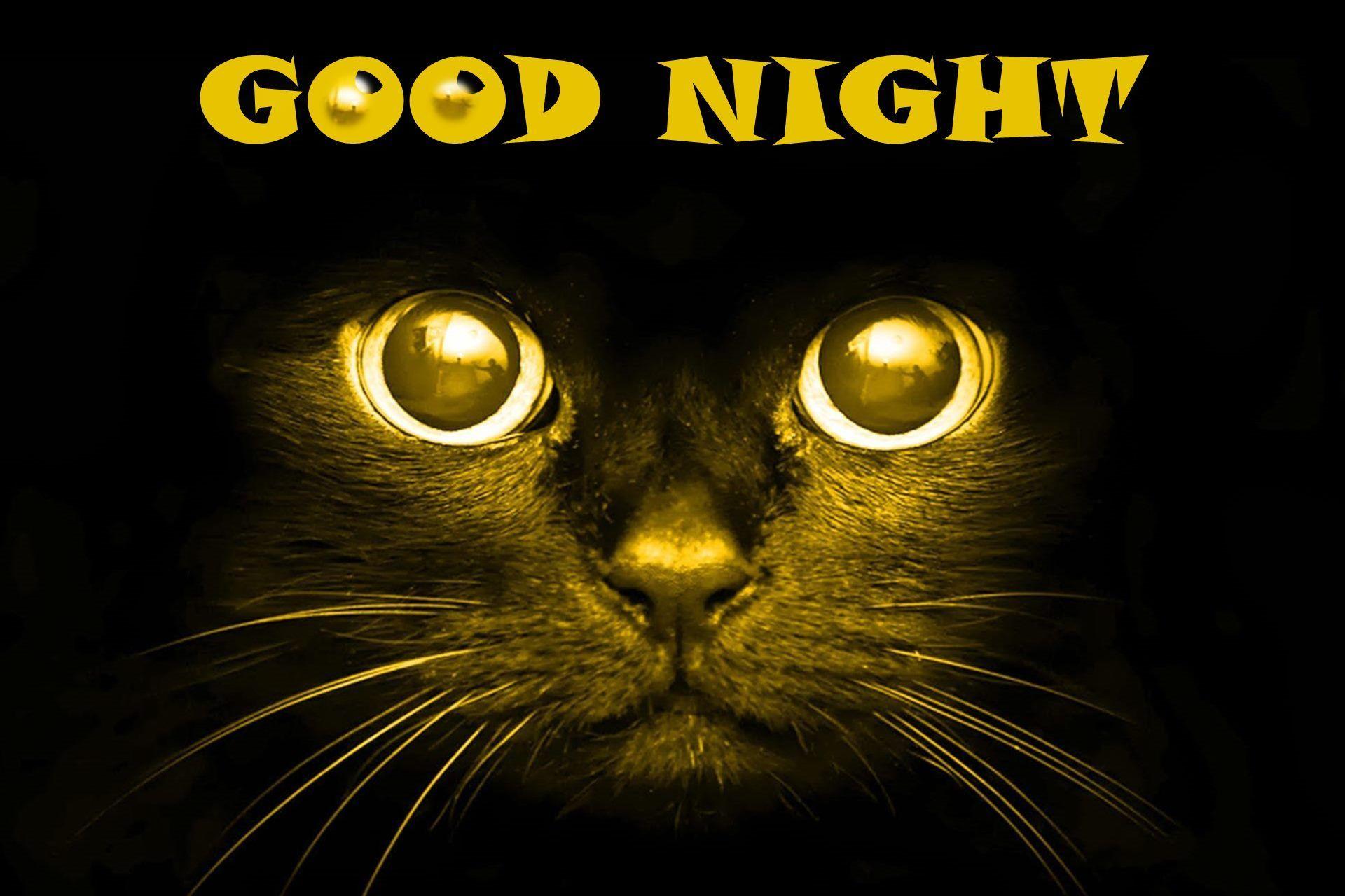 Black Cat Good Night. Good Night Scary Cat Black Background