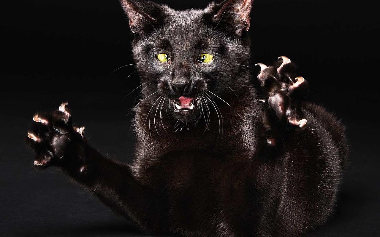 Free download Scary black cat wallpaper animals Wallpaper