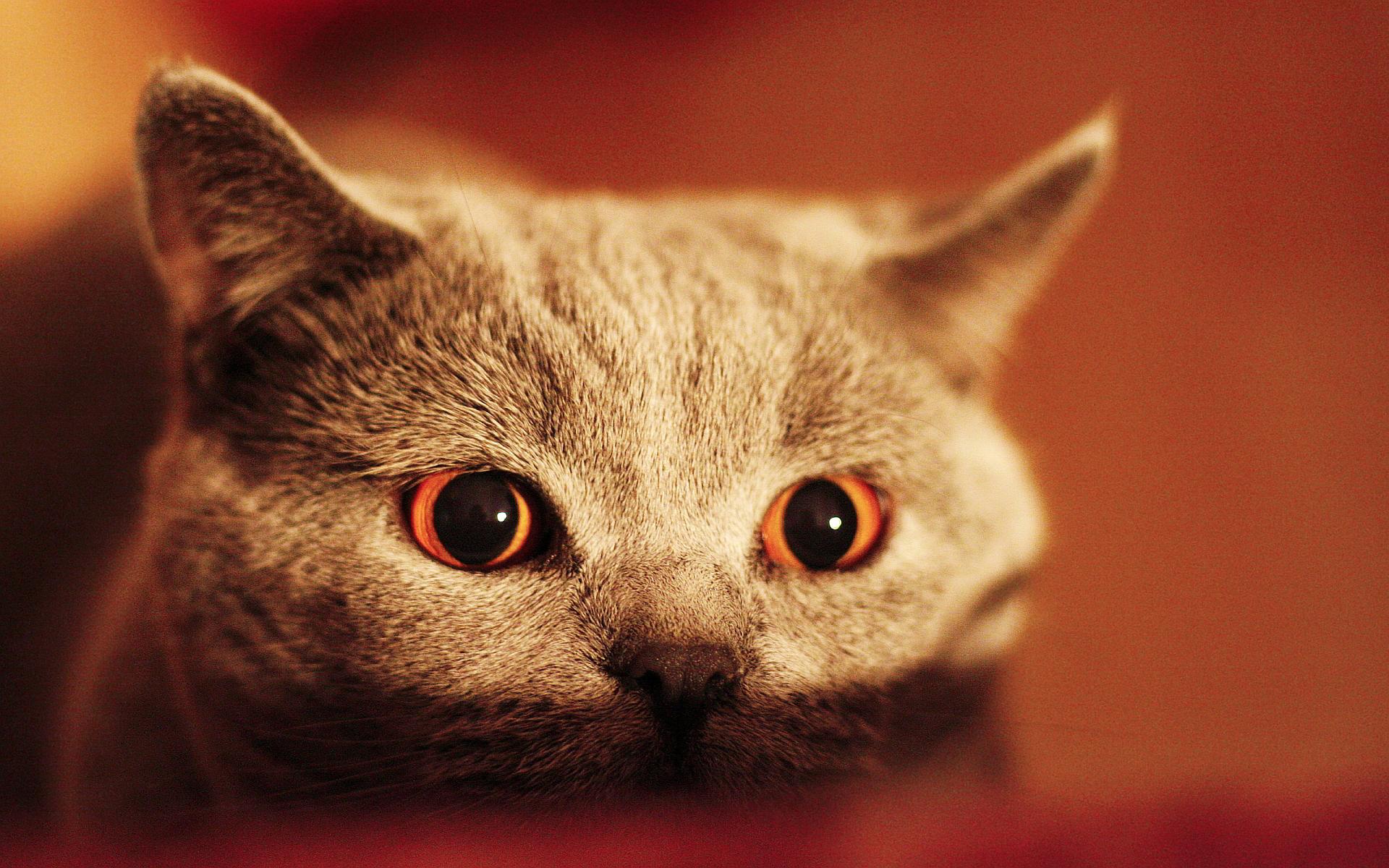 Scary cat eyes