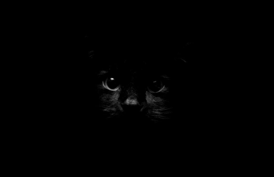 Cat In The Dark HD Wallpaper