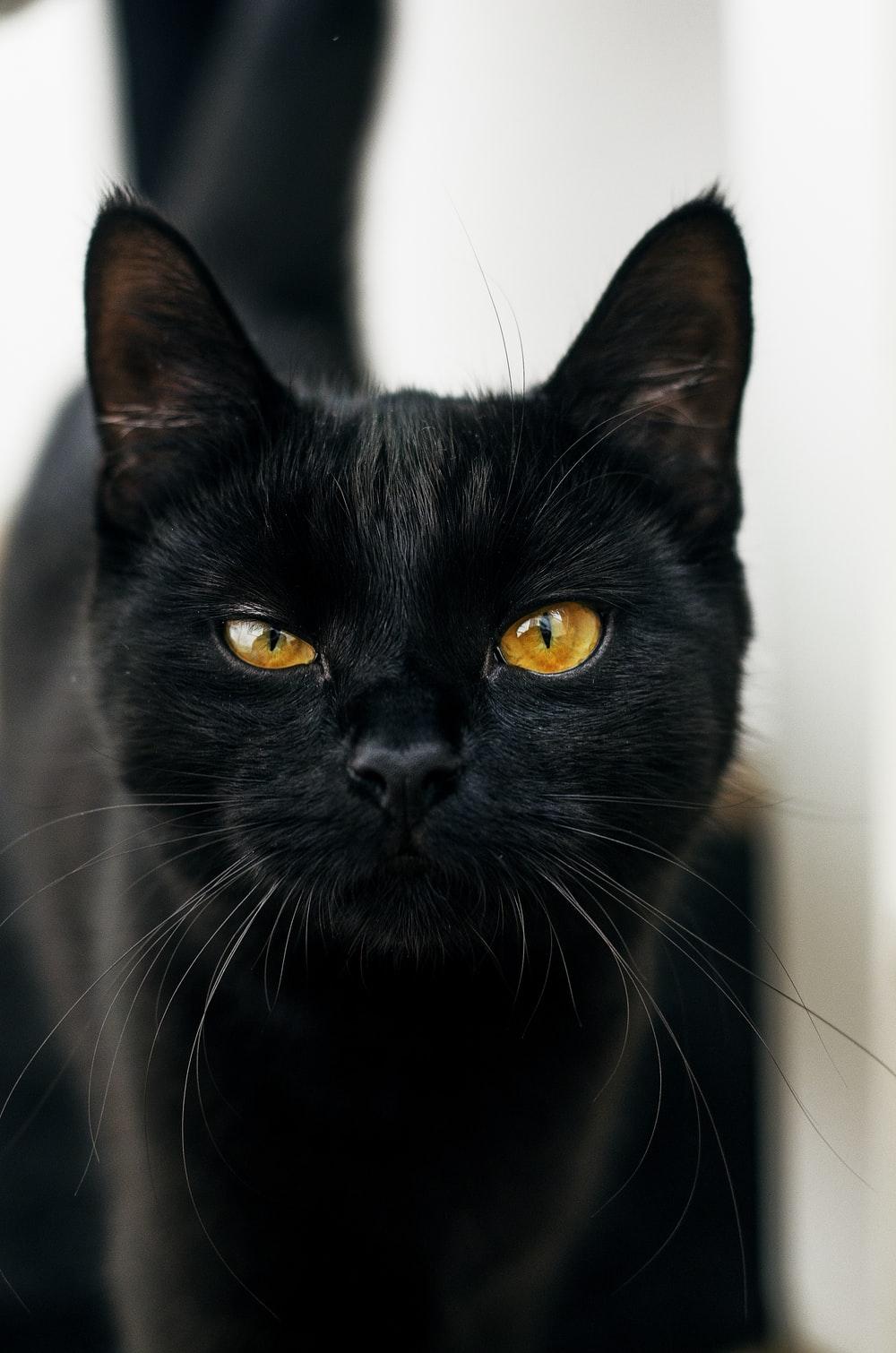 Black Cat Picture. Download Free Image