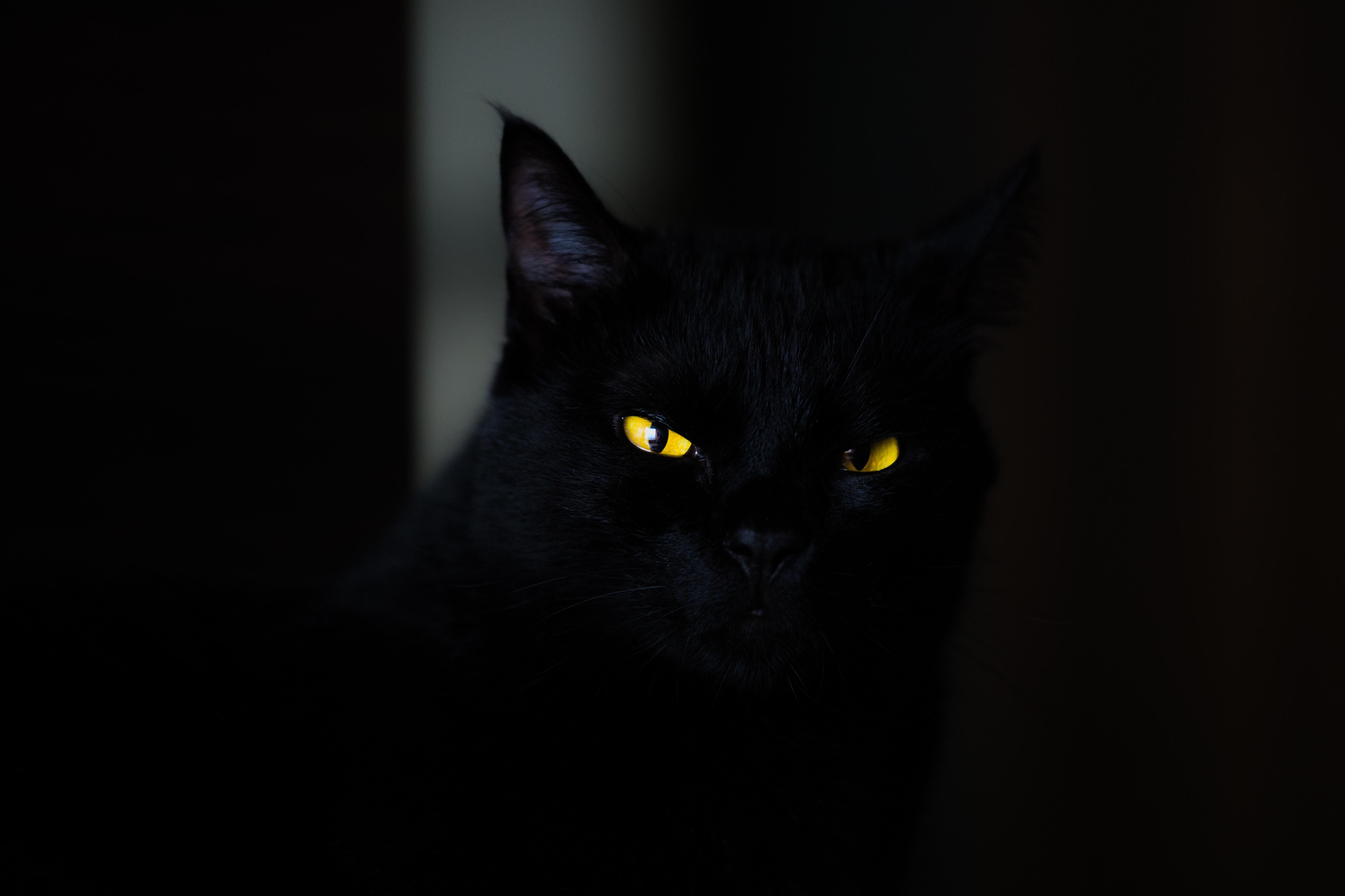 Download wallpaper 5472x3648 cat, eyes, black HD background