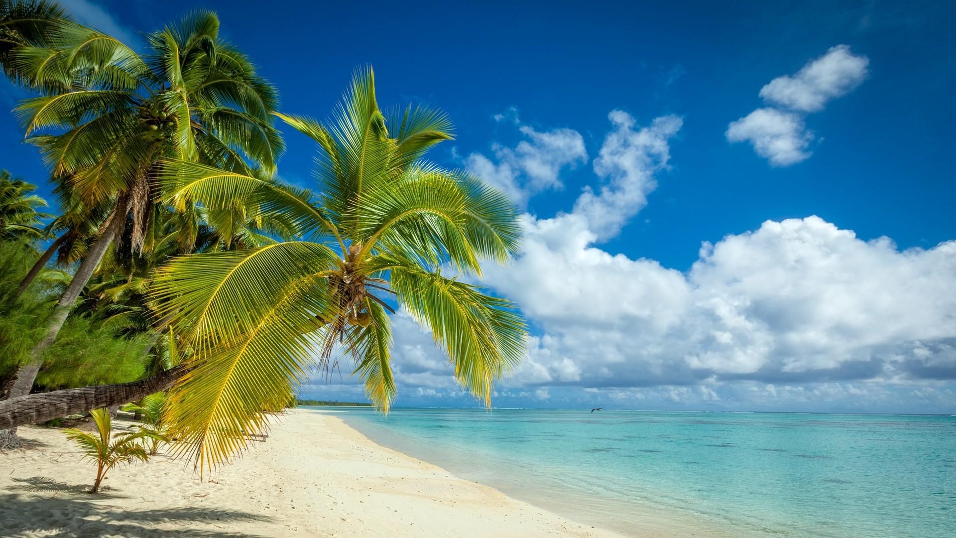 nature, Landscape, Tropical, Island, Beach, Palm Trees