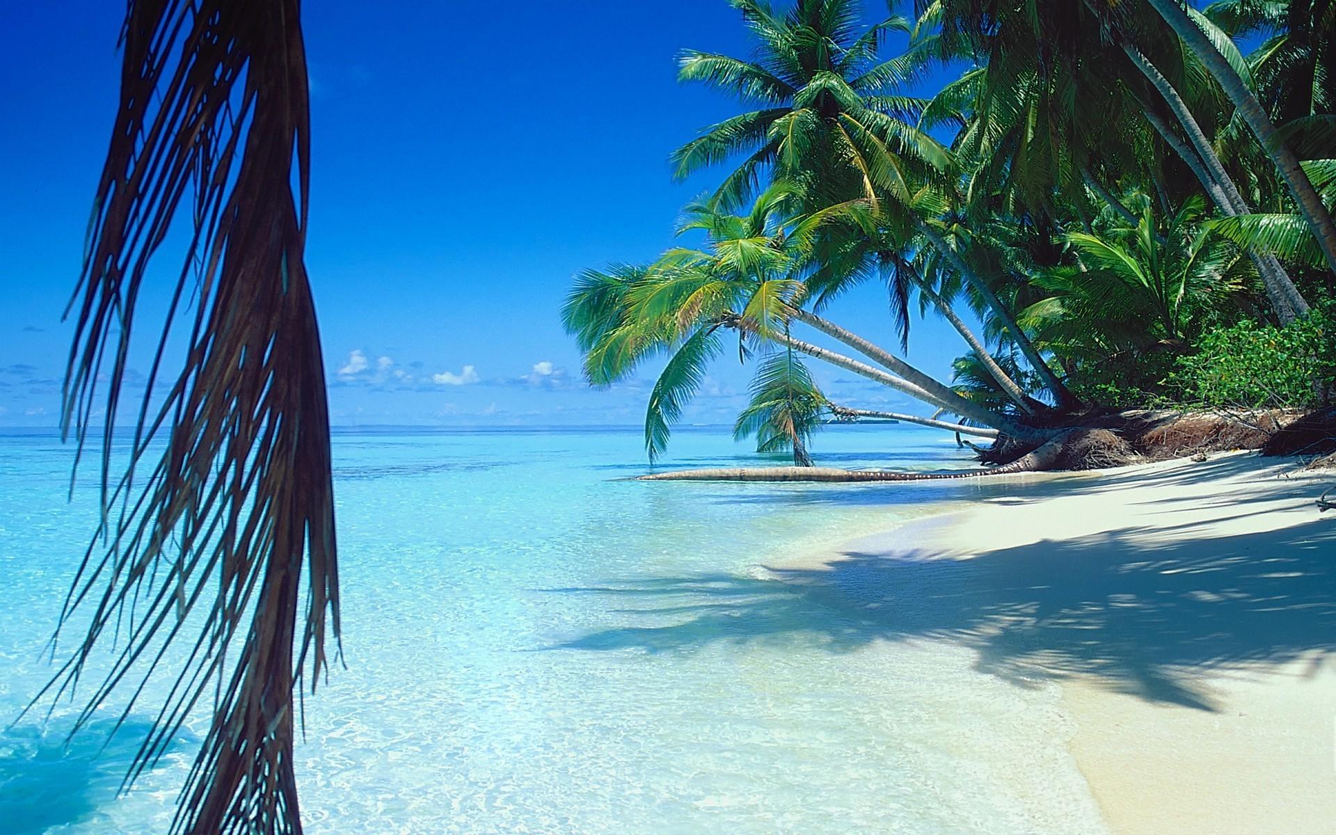 Palm Trees Tropical Island Wallpapers - Wallpaper Cave