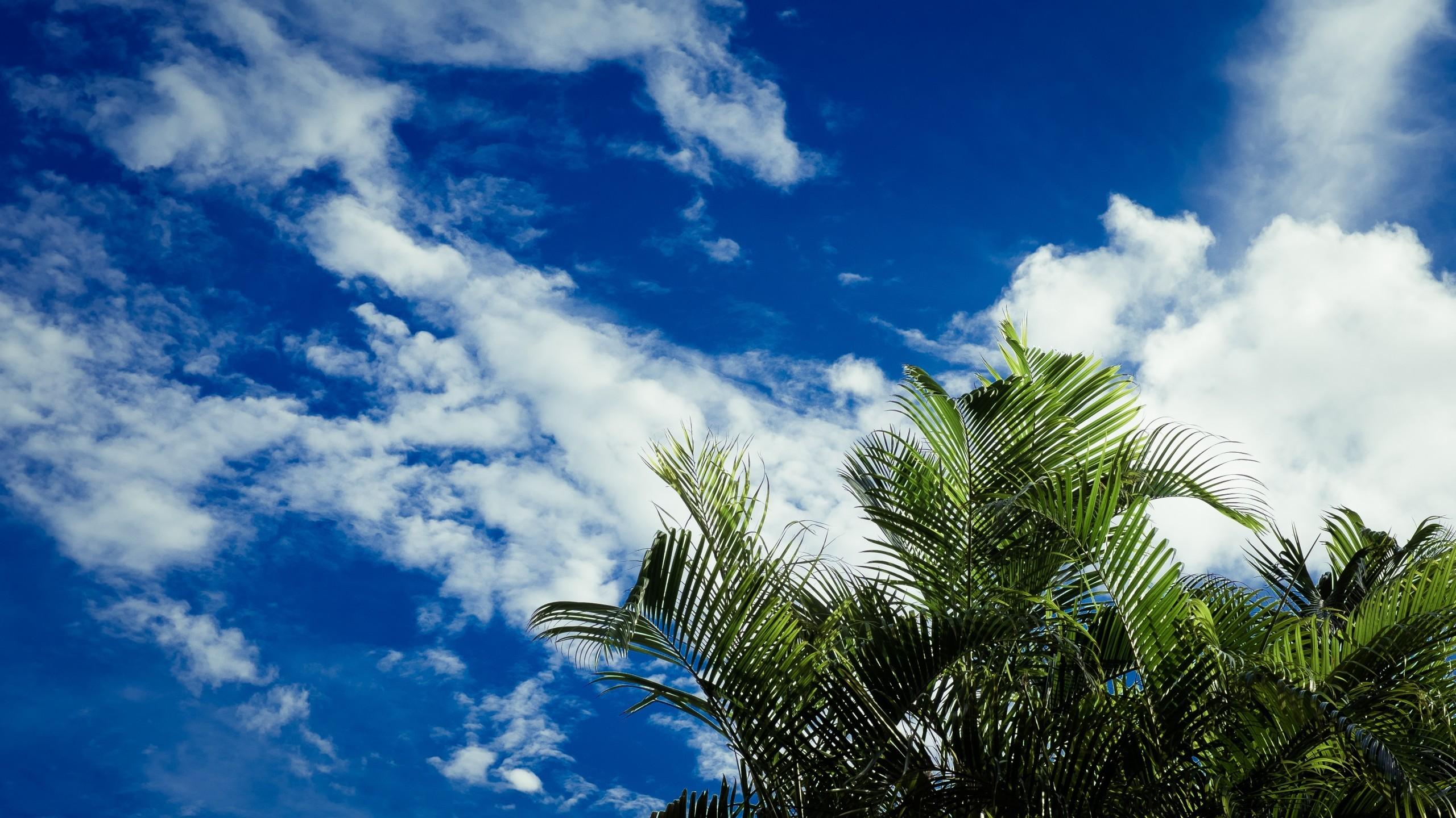 Download 2560x1440 Palm Trees, Clouds, Tropical Island