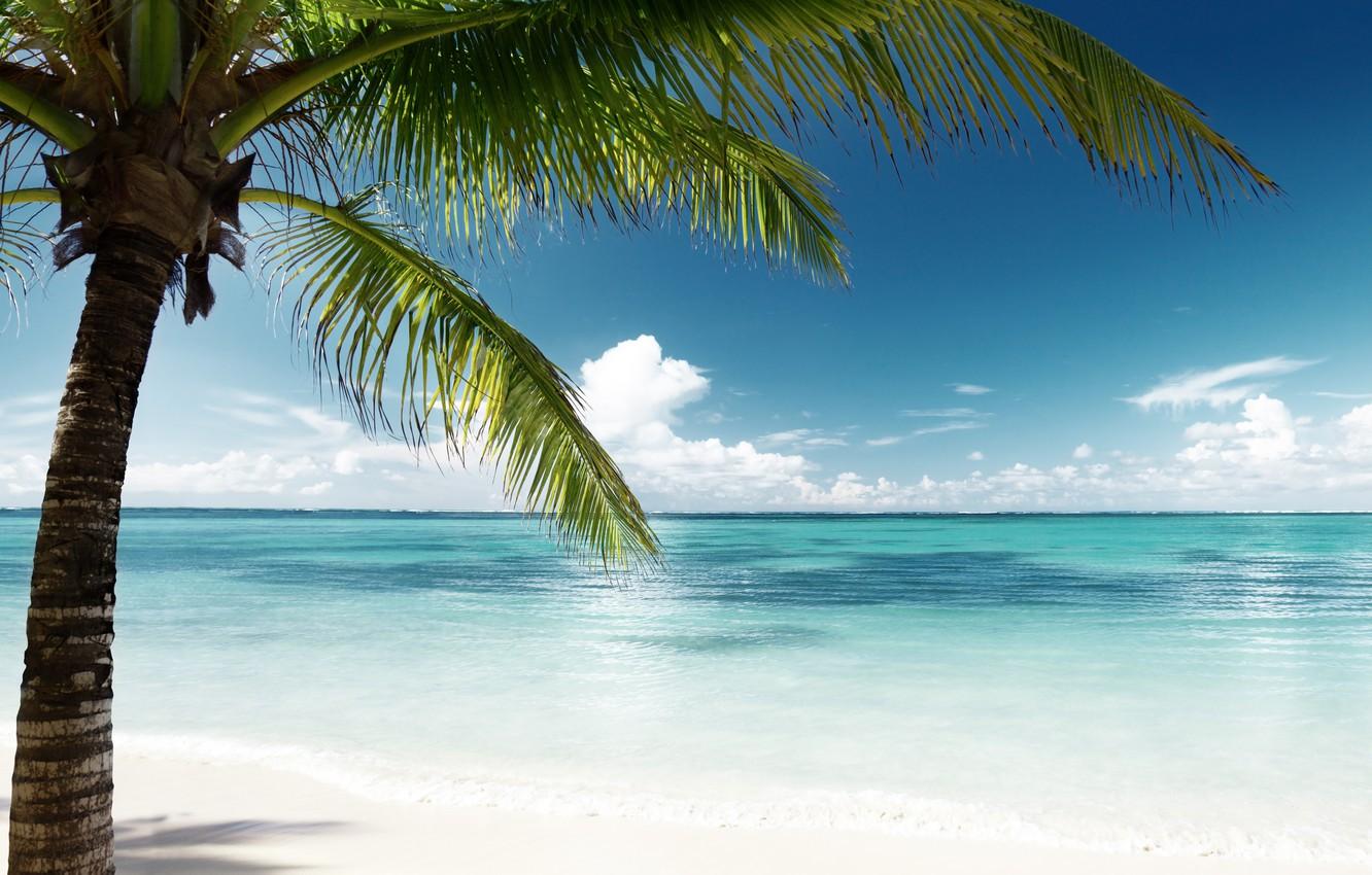 Wallpaper sand, sea, beach, the sun, palm trees, shore