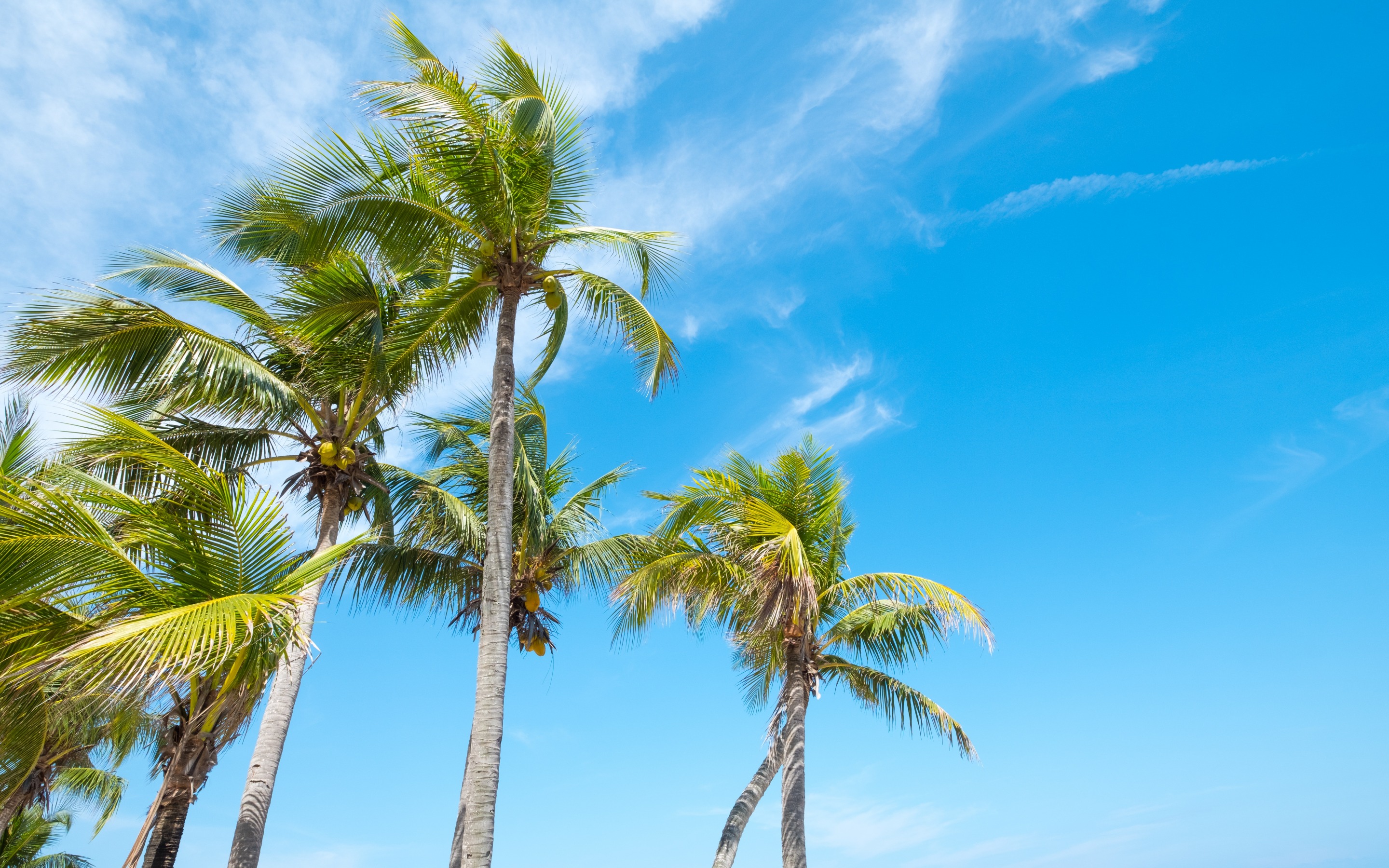 Download wallpaper tropical island, palms, coconuts on palm