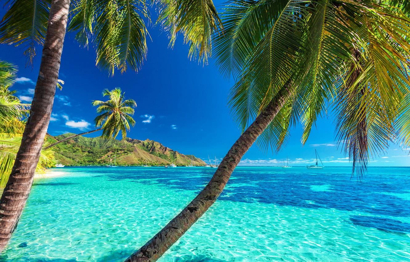 Wallpaper sea, beach, the sun, palm trees, shore, summer, beach, sea, island, paradise, palms, tropical image for desktop, section природа