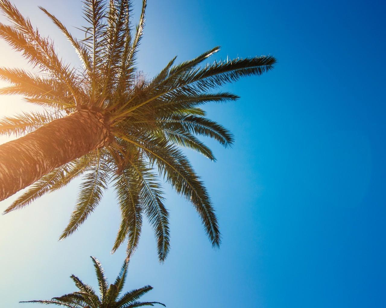 Download 1280x1024 Tropical Island, Palm Tree, Sunlight
