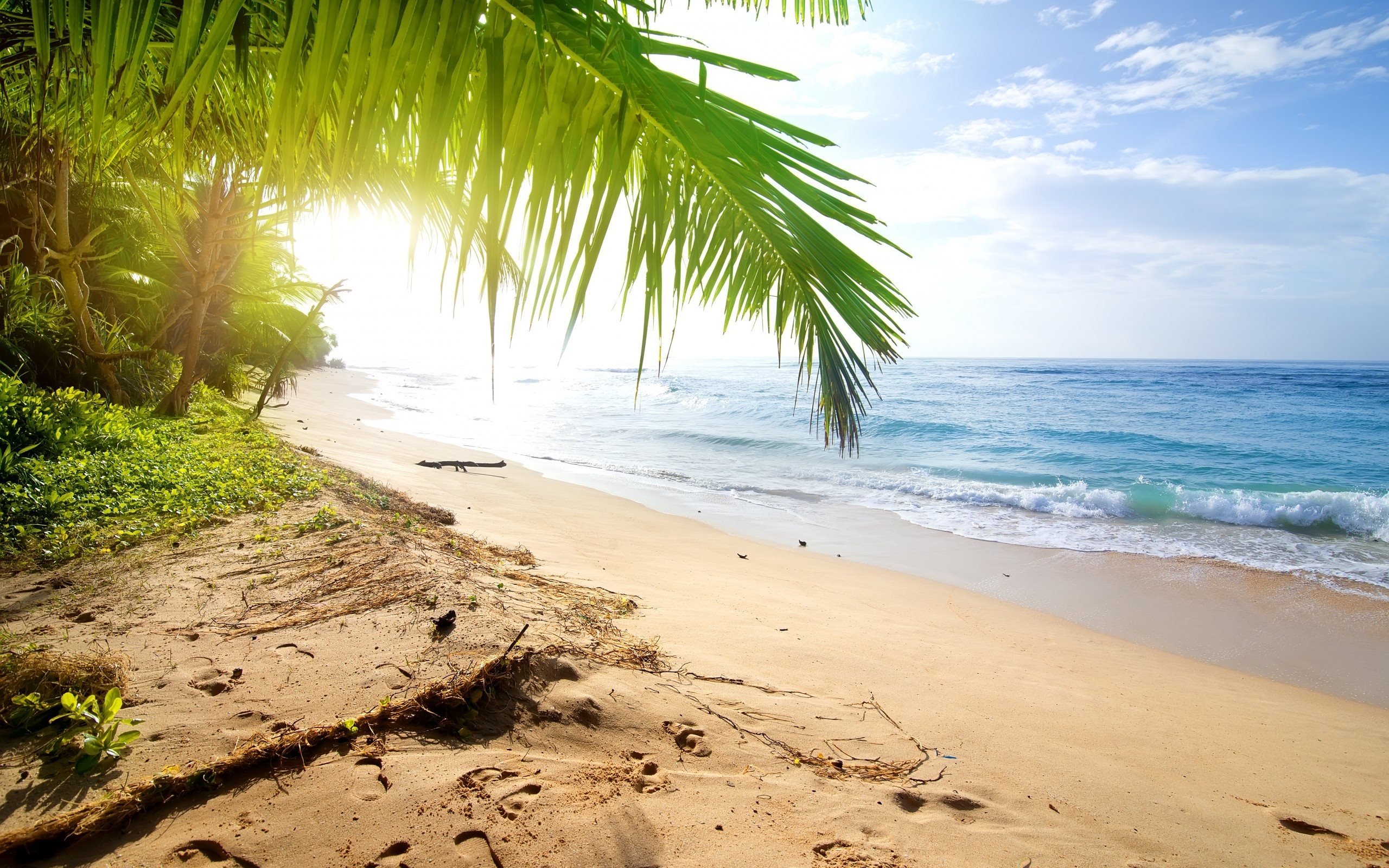 Download wallpaper beach, palm trees, tropical island