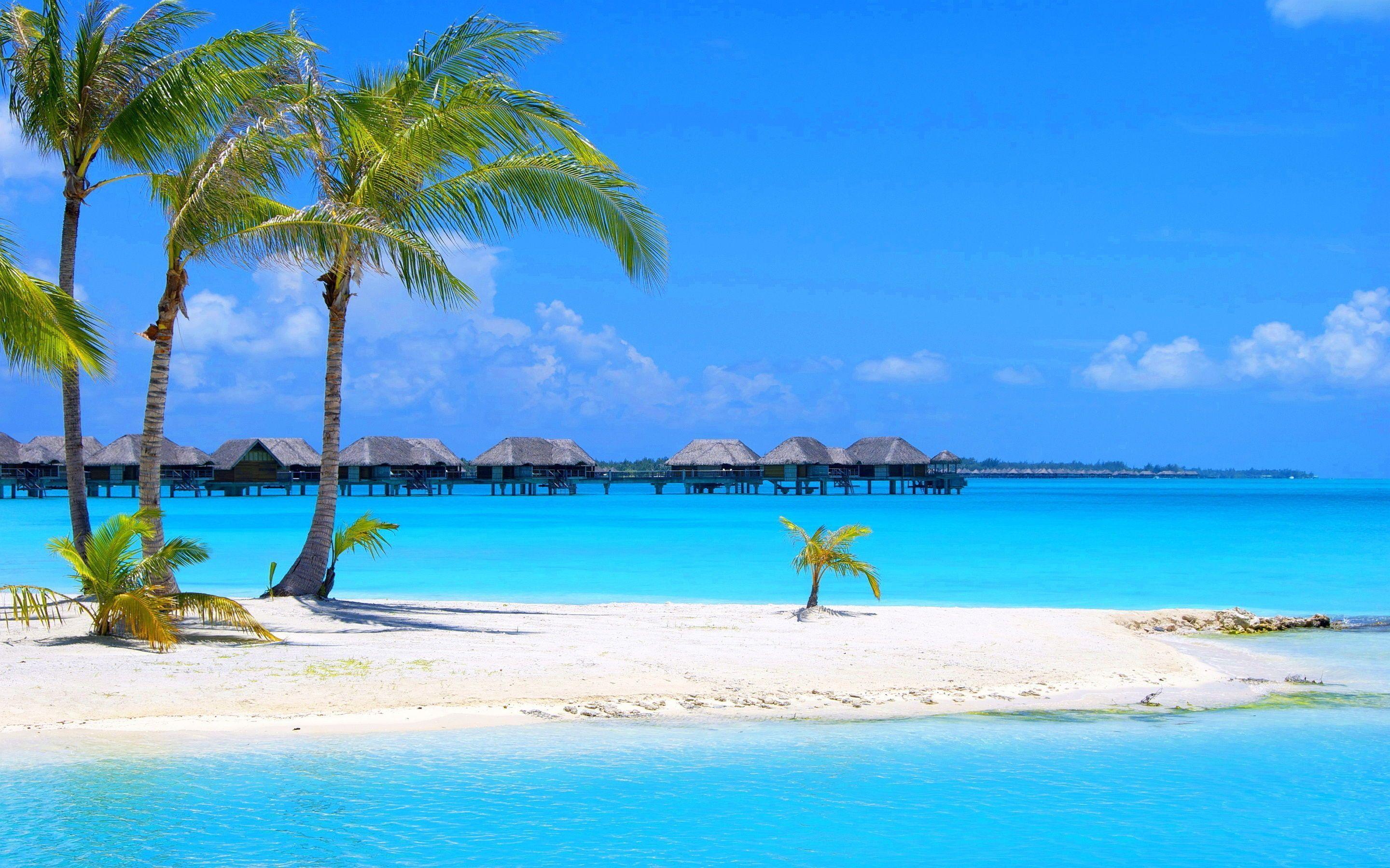 Tropical island in Maldives island Palms trees sandy beaches