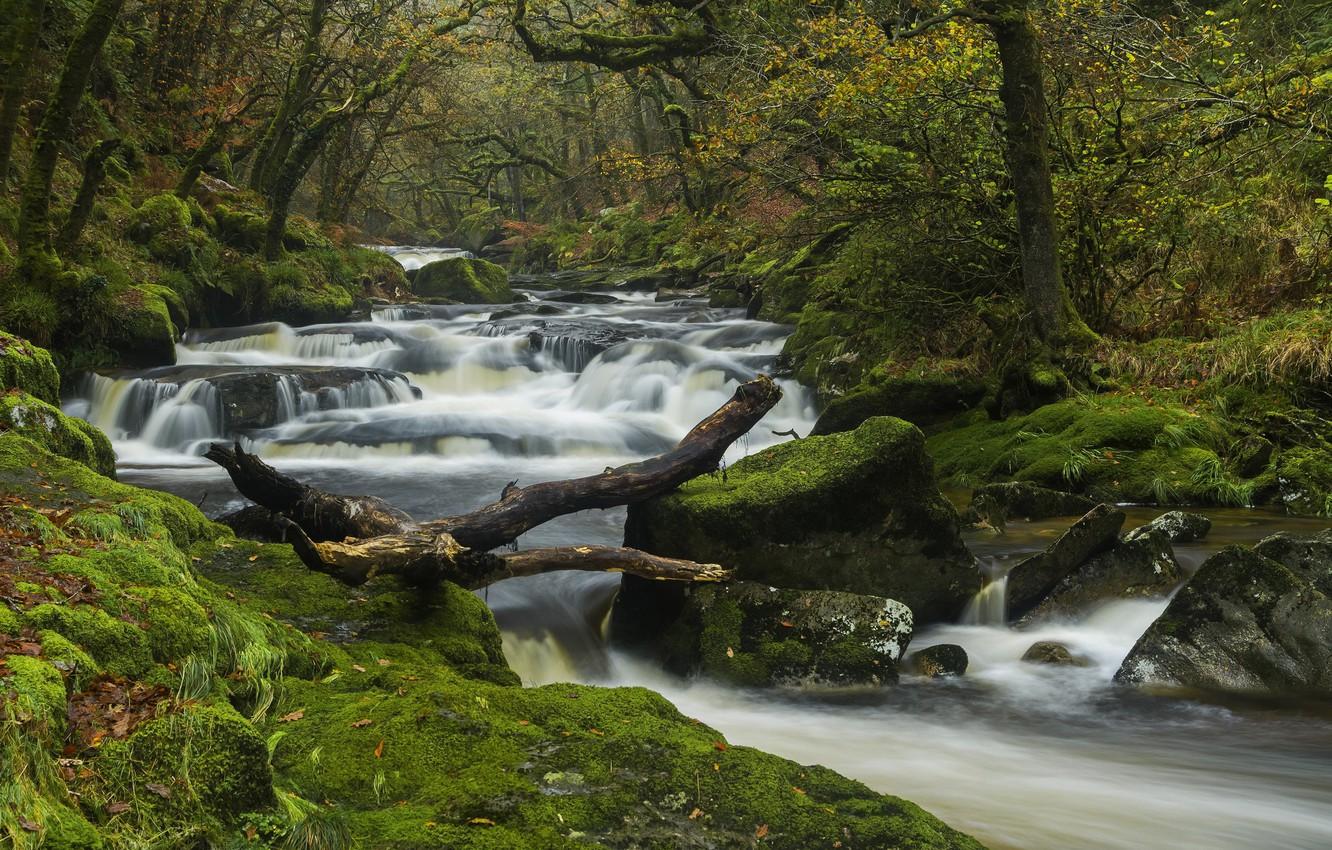 Dartmoor's Pygmy Forest