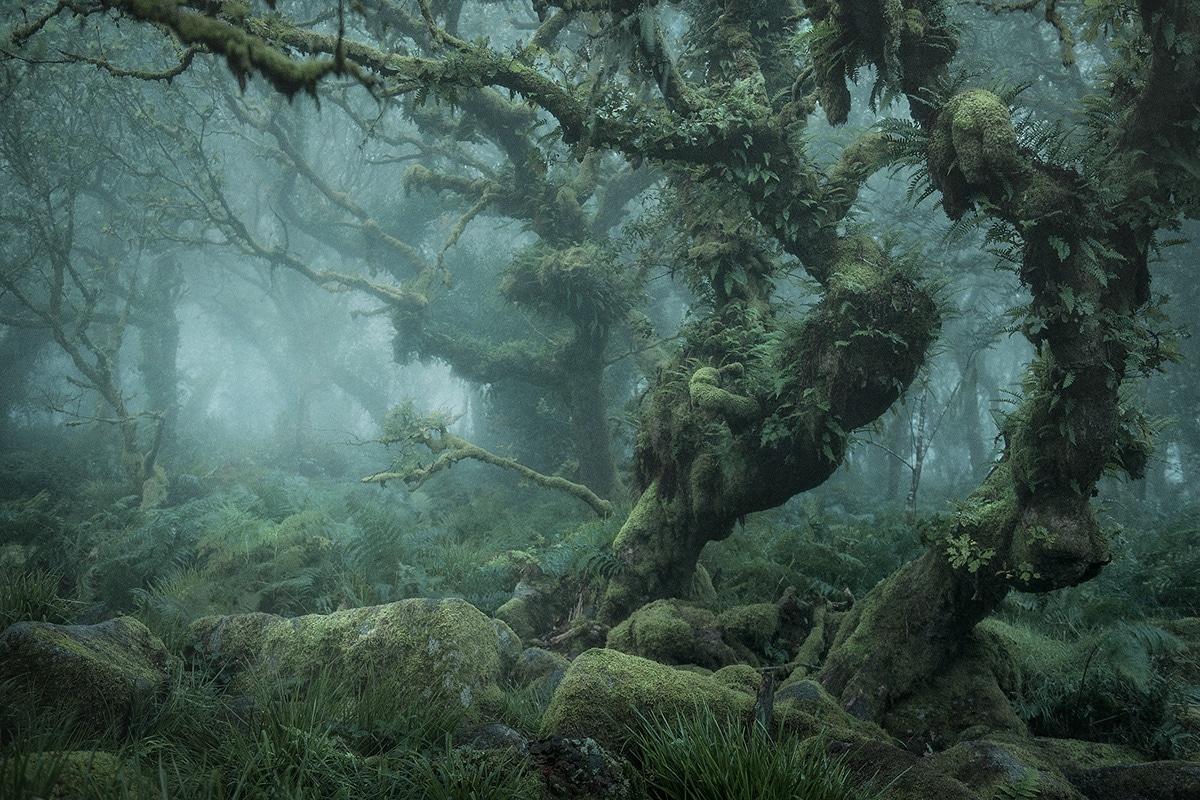 Photographer Captures the Enchanted Forests of Wistman's Wood