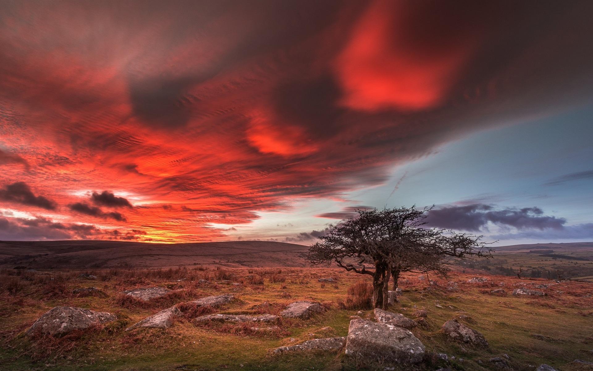 Wallpaper England, Dartmoor National Park, trees, stones
