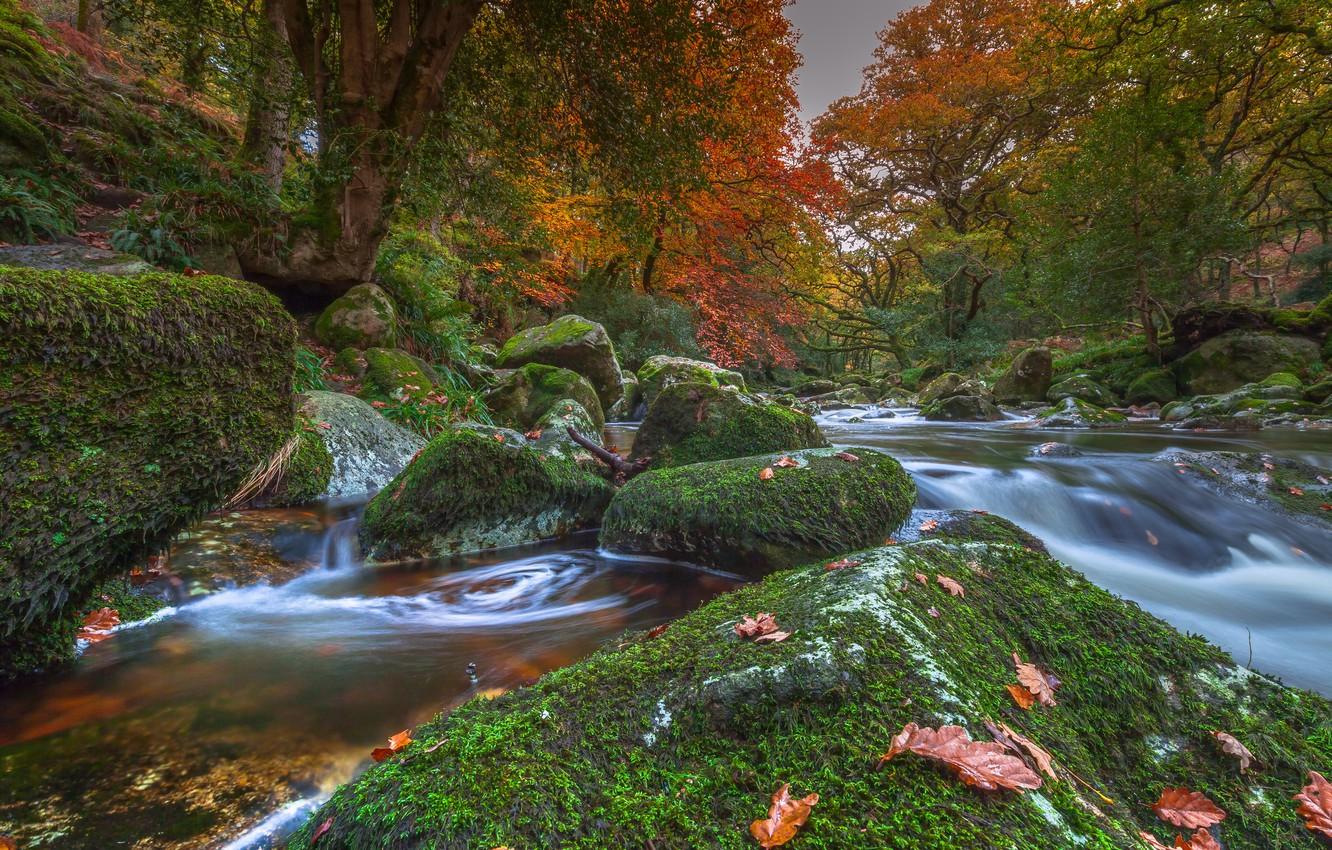Wallpaper autumn, trees, river, stones, England, moss, Devon
