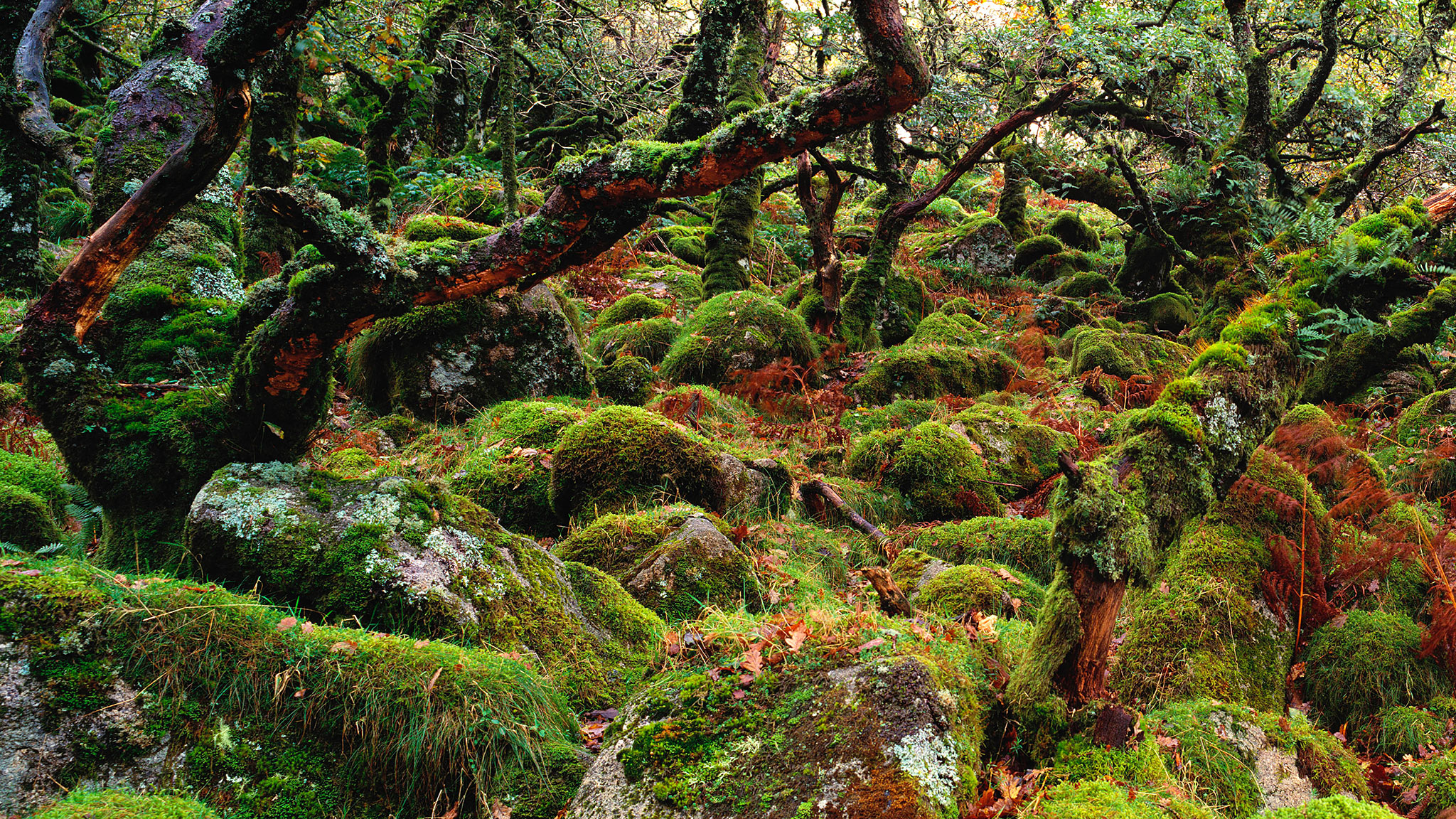 Twisted oaks and tales on the trail of Devon's pygmy forest
