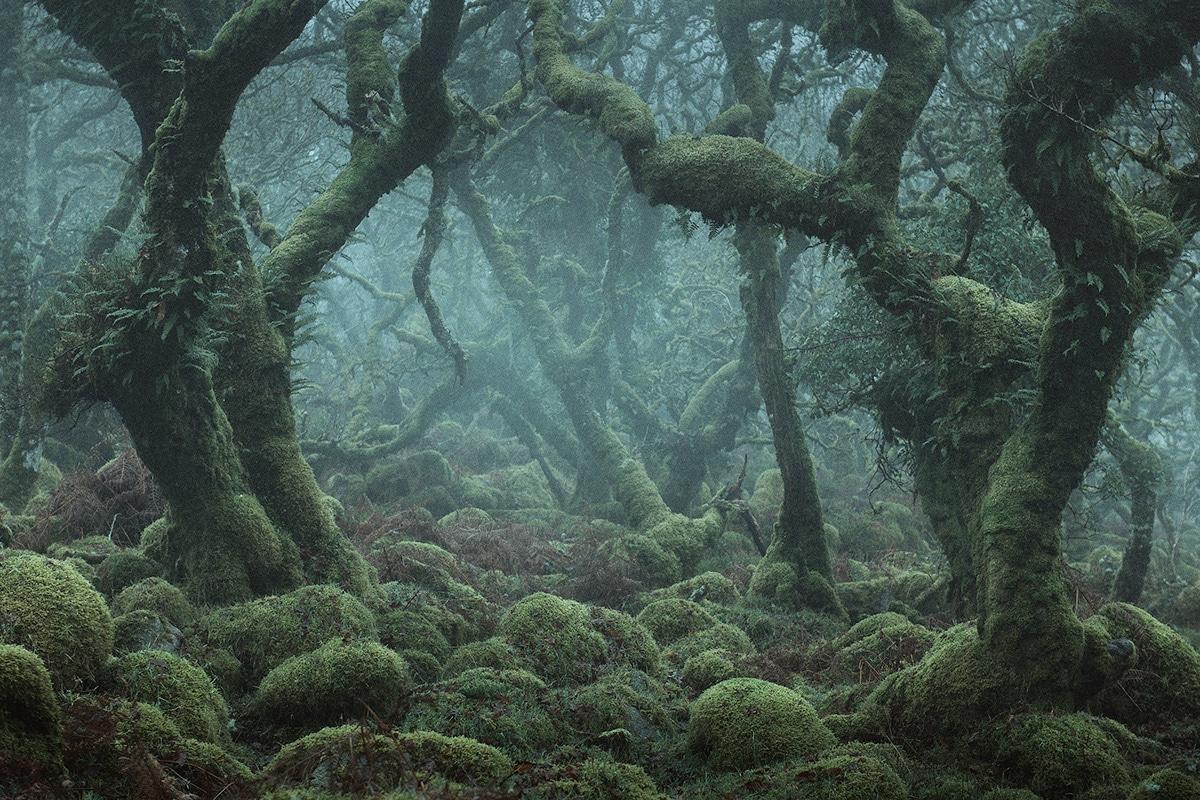 Photographer Captures the Enchanted Forests of Wistman's Wood