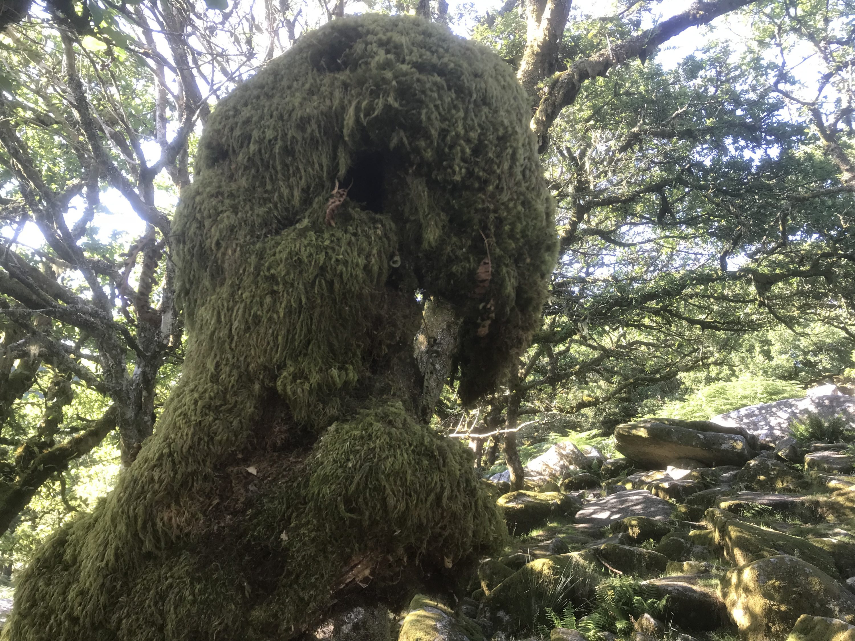 Naturally Navigating Dartmoor Part II Natural Navigator