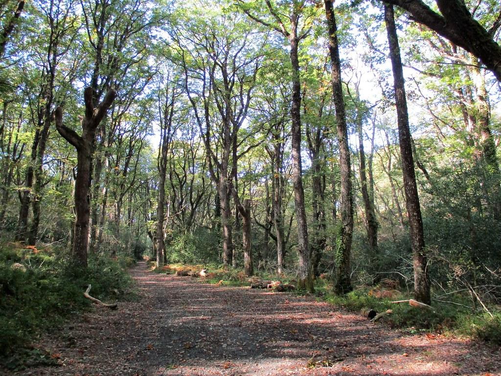 Yarner Path East Dartmoor