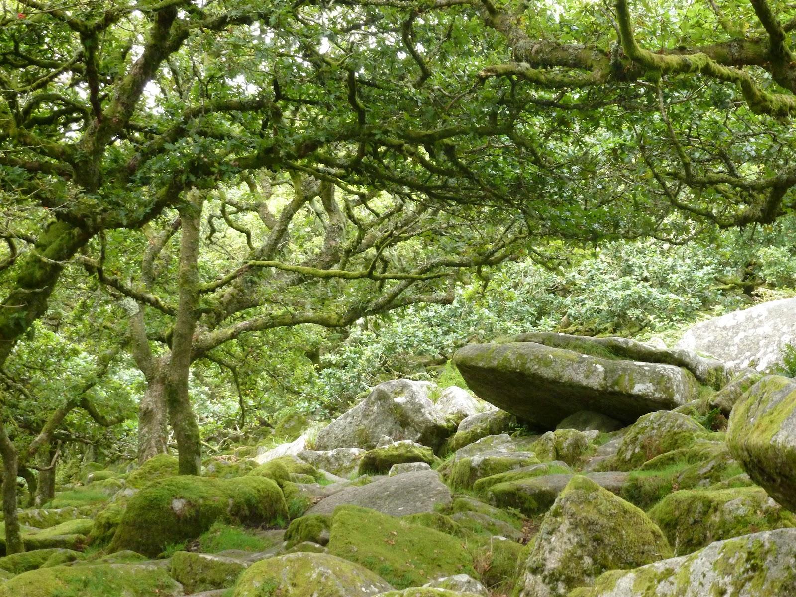 A walk on Dartmoor