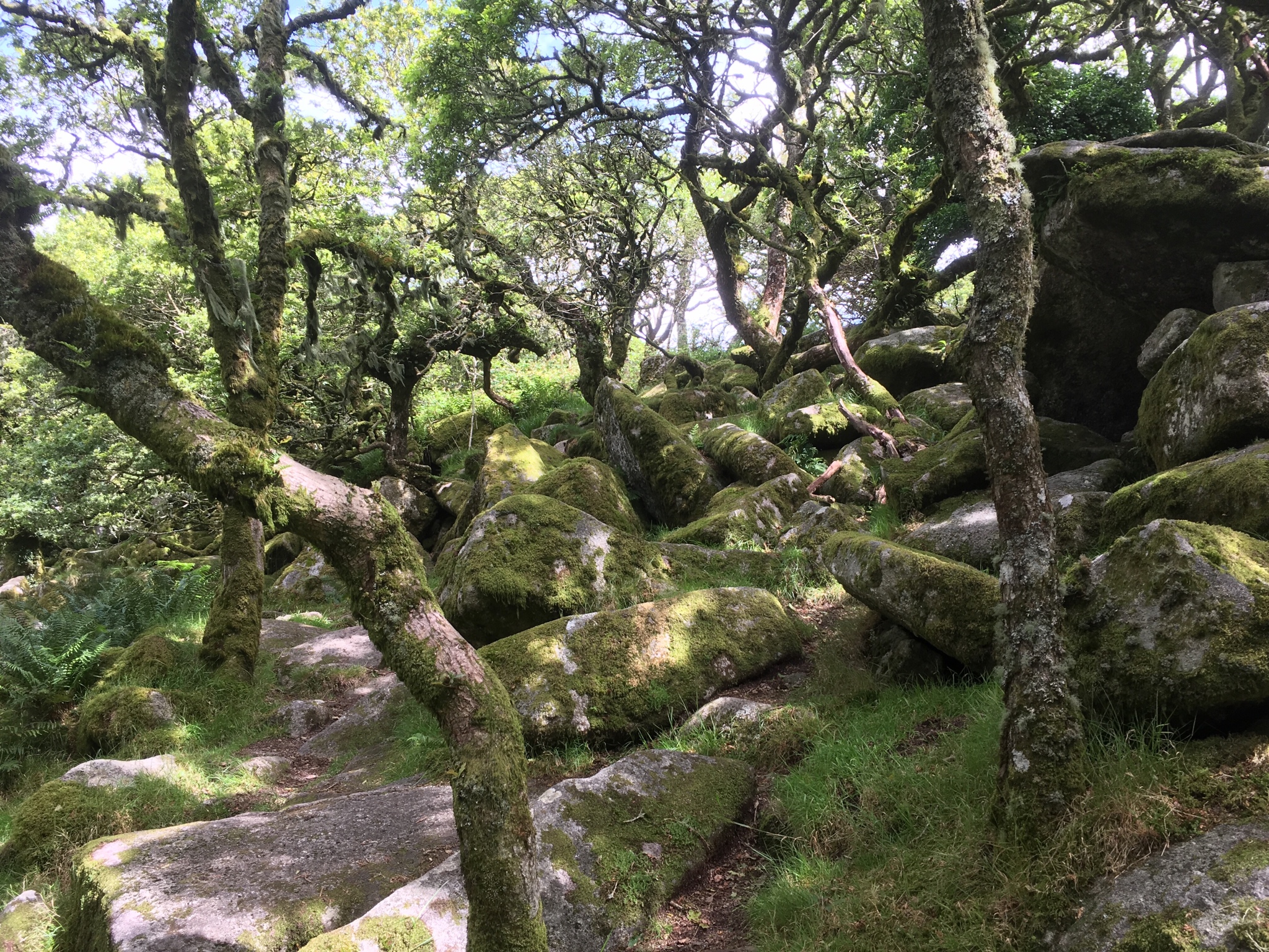 Petrified Forest, Dartmoor