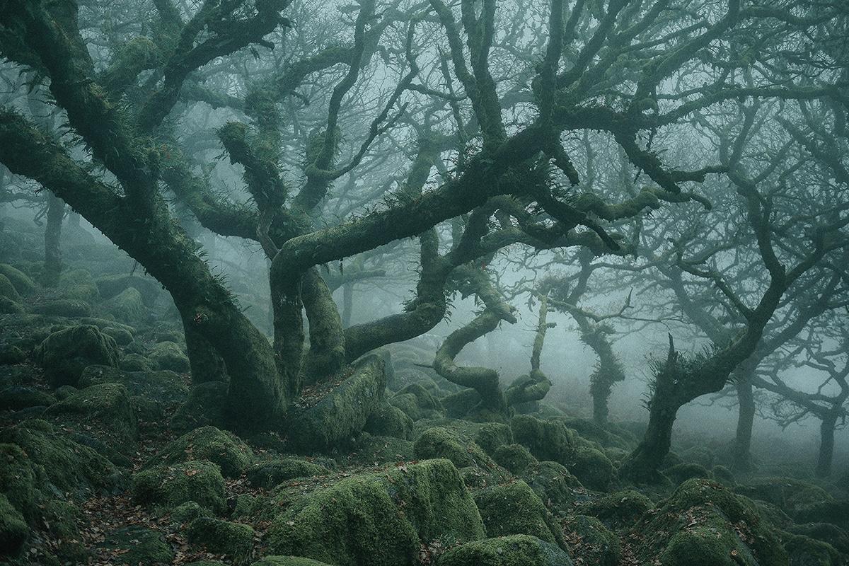 Photographer Captures the Enchanted Forests of Wistman's Wood