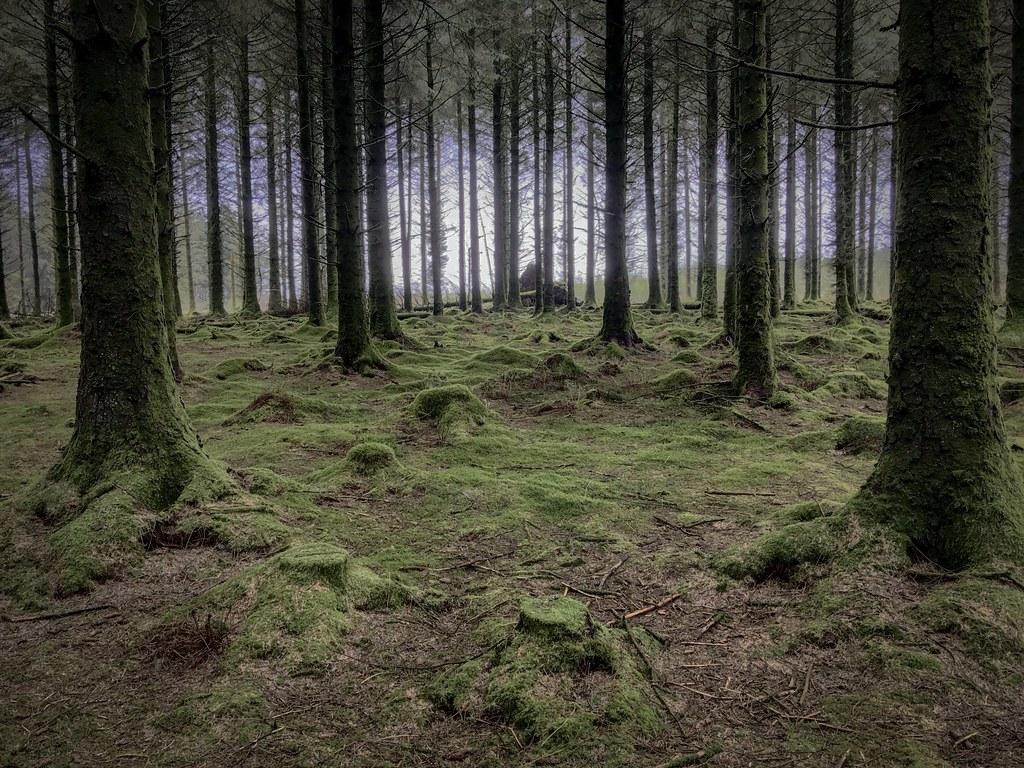 Dartmoor National Park. Silvain de Munck