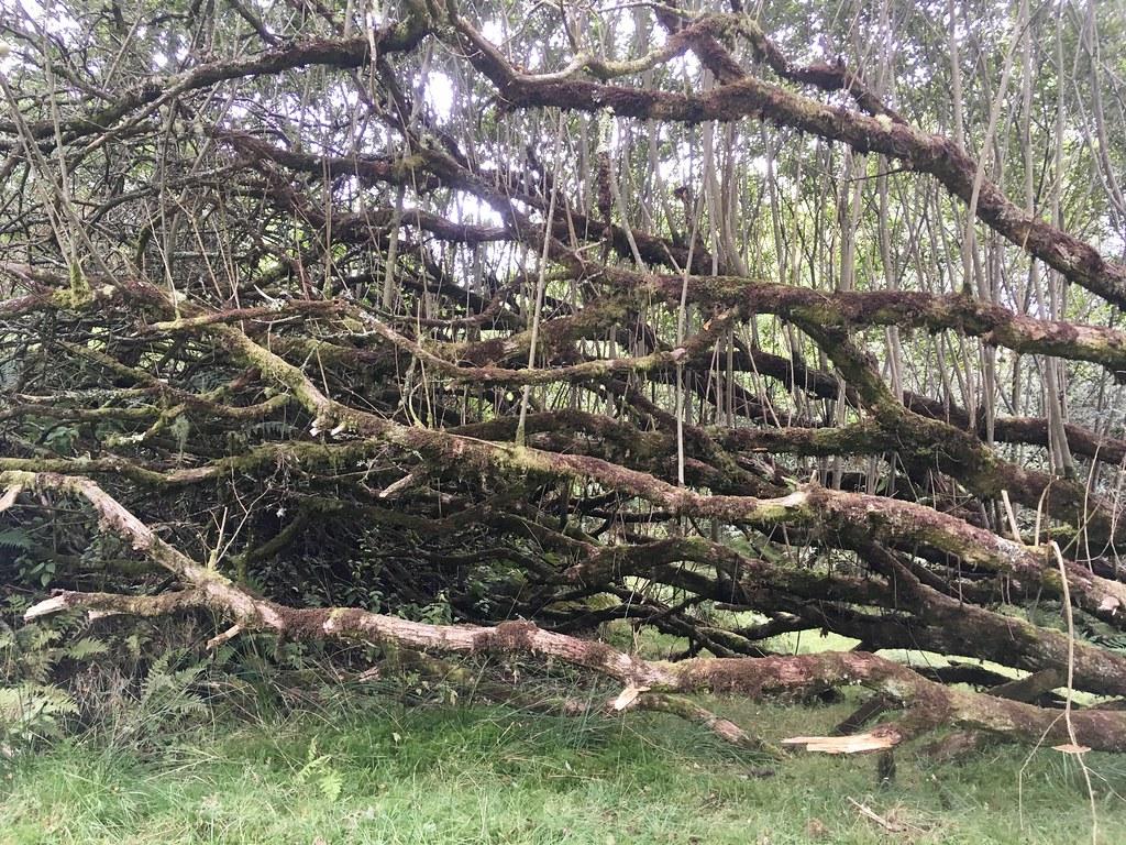 New Life from a Fallen Tree. This fallen tree is