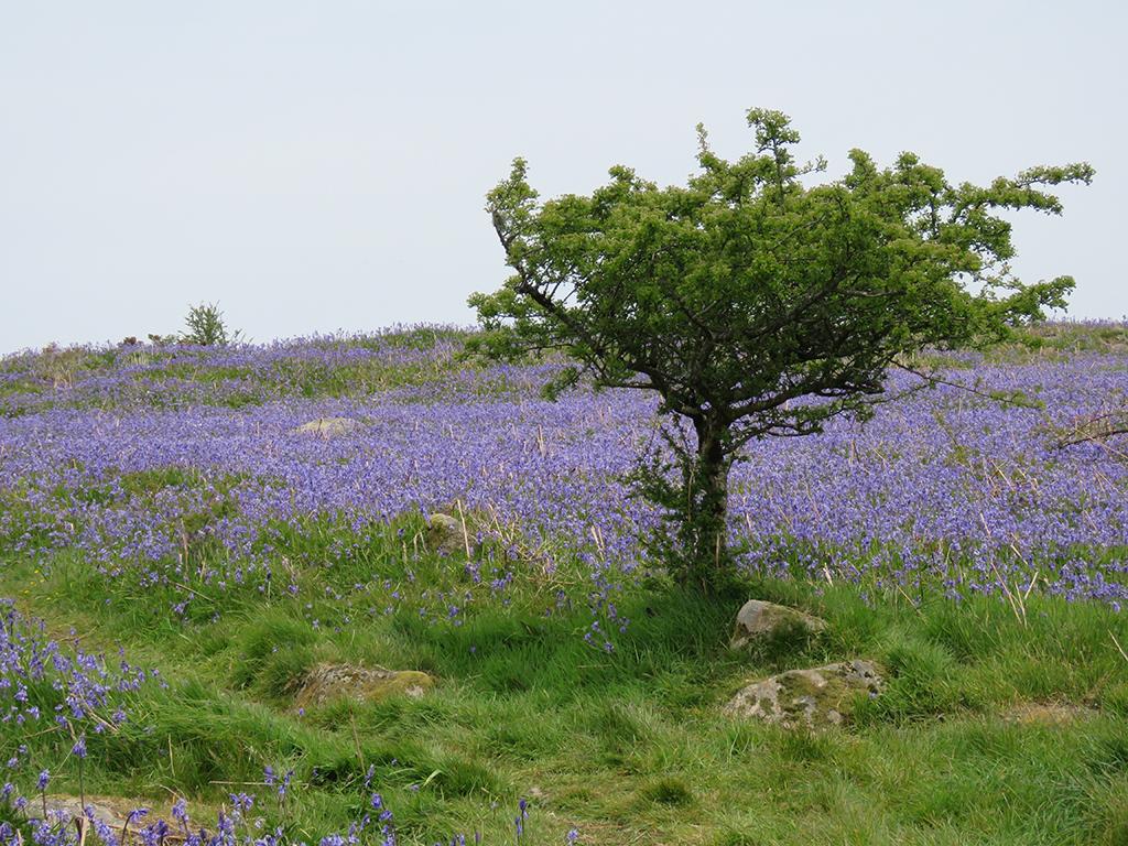 UK 2019 Day 8: Dartmoor