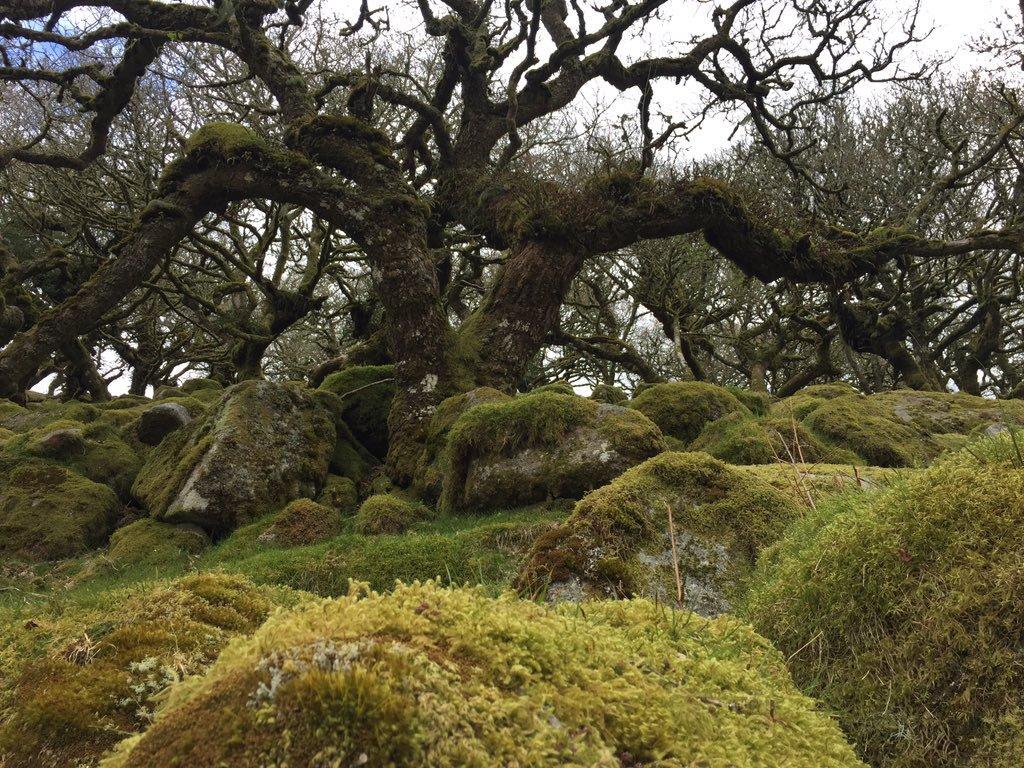 More Trees for B&NES trip to Wistman's