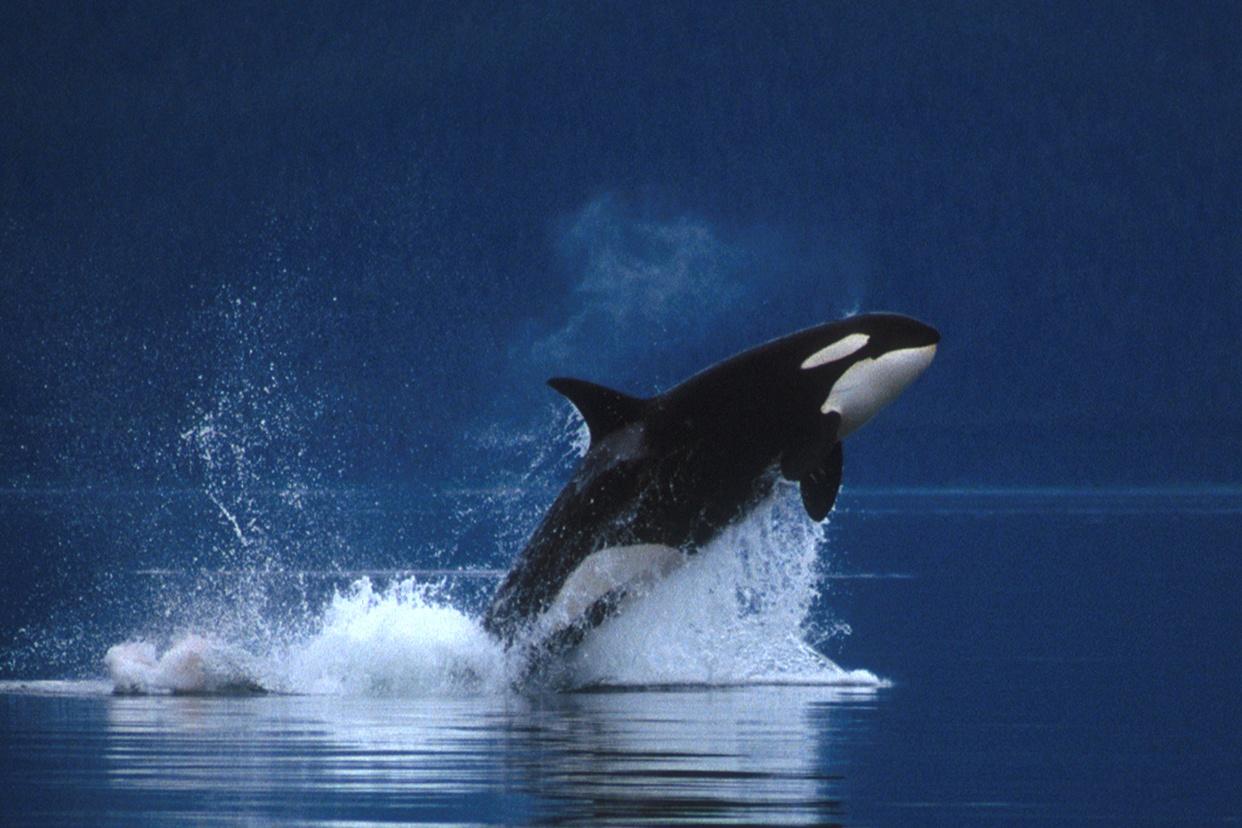 Orca Wallpaper Free Orca Background