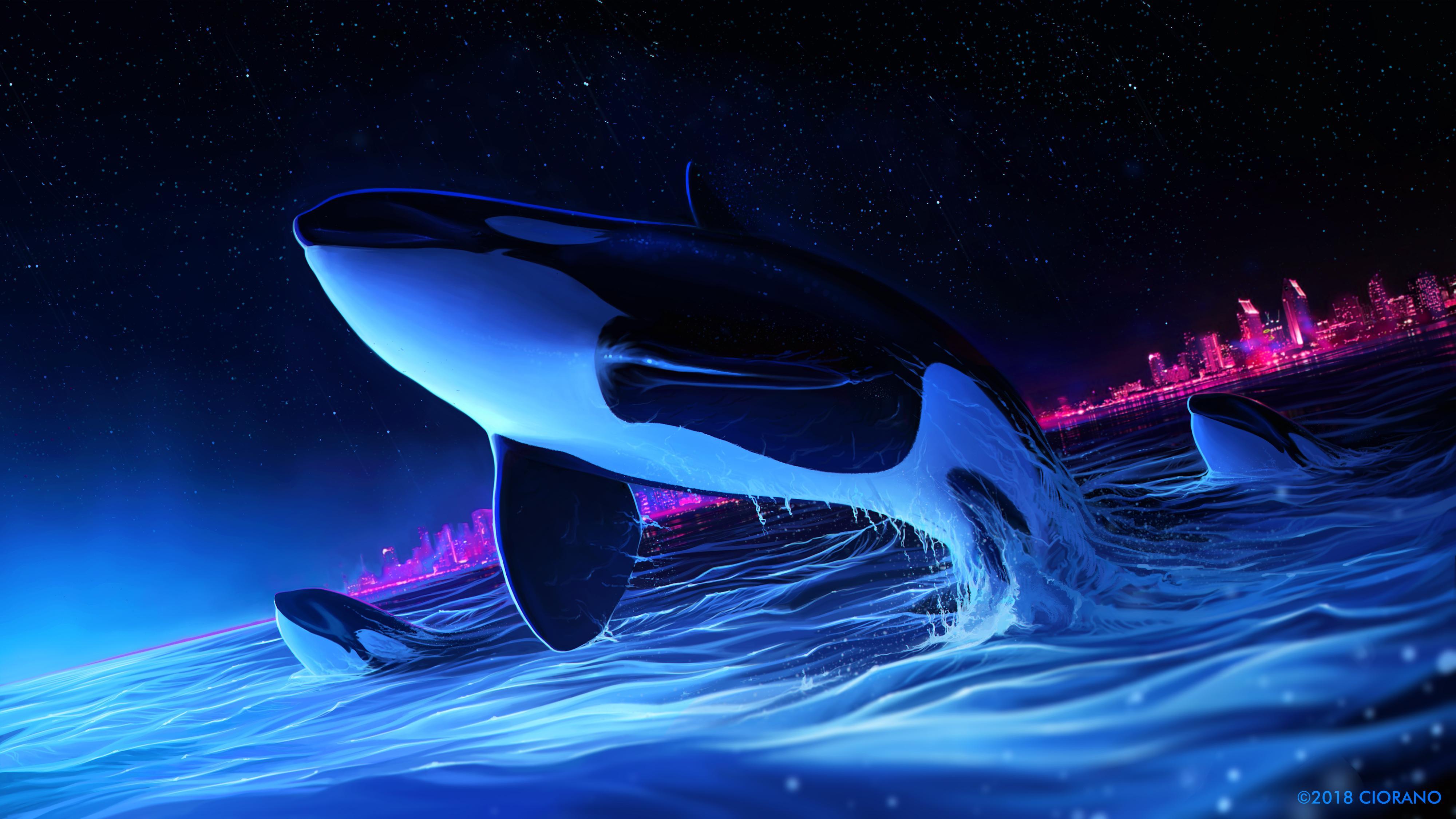 Dolphin Night Orca Whale Digital Art, HD Artist, 4k