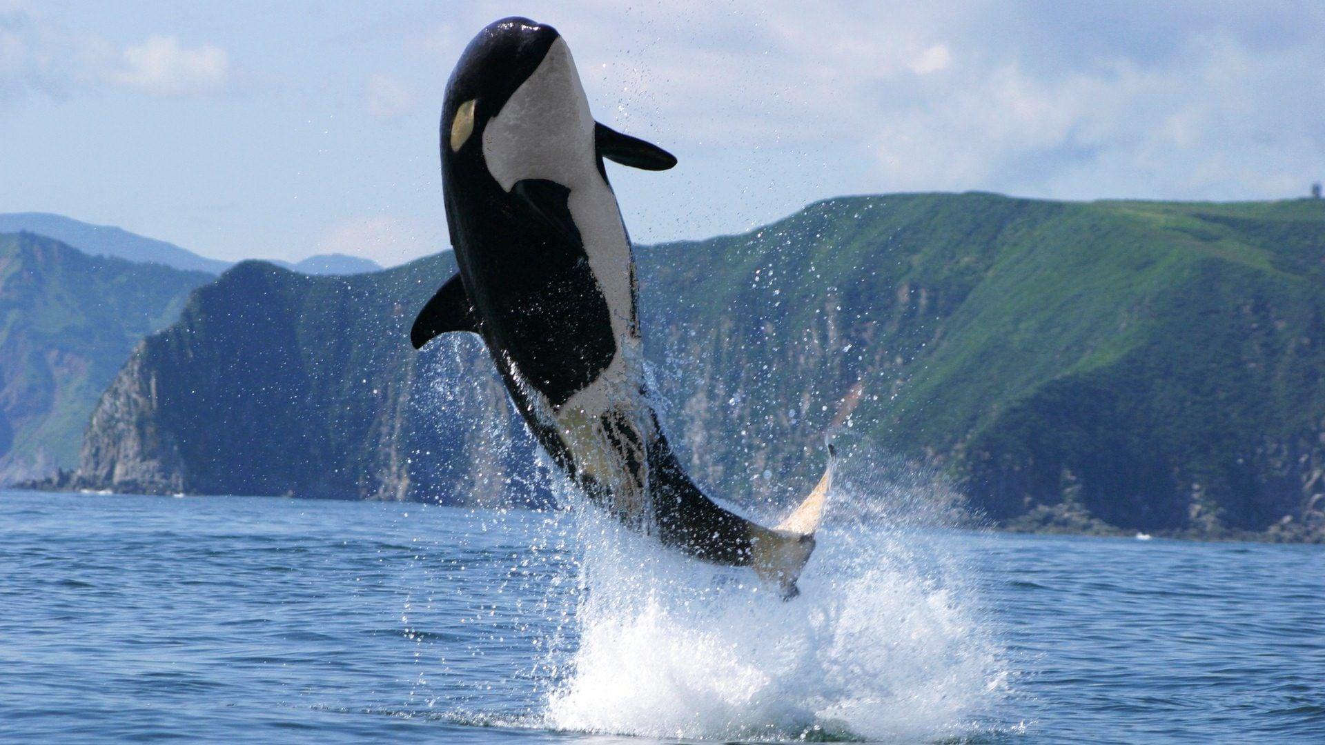 Orca Wallpaper Free Orca Background