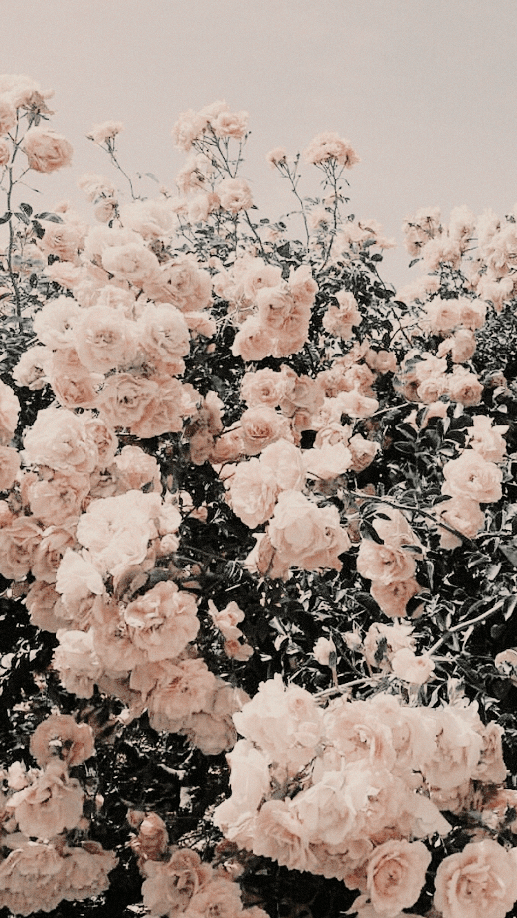 Pastel Tumblr Aesthetic Aesthetic Flower Wallpaper