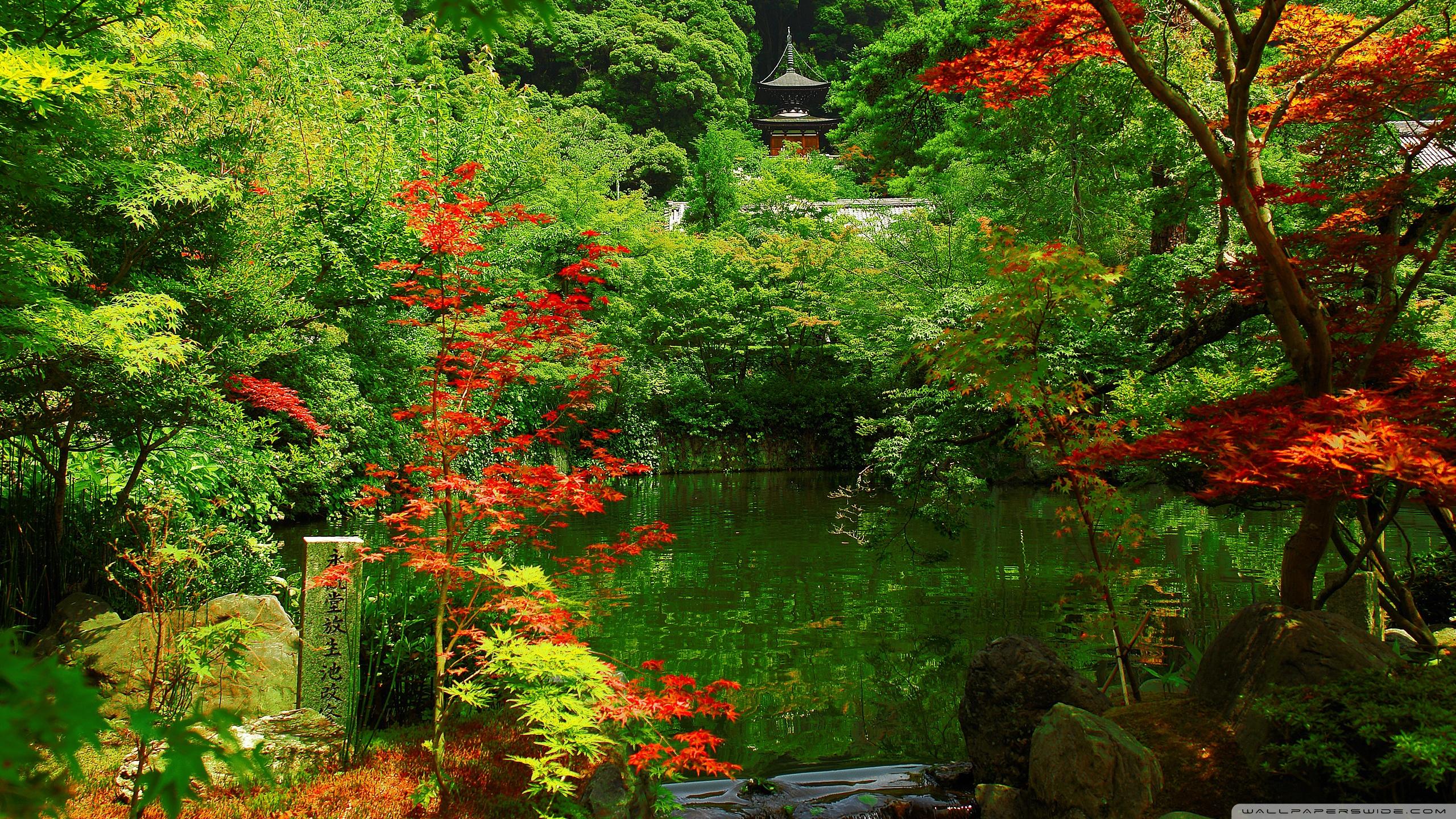 Nature, Ecosystem, Japan, Japanese Rock Garden, Leaf WQHD