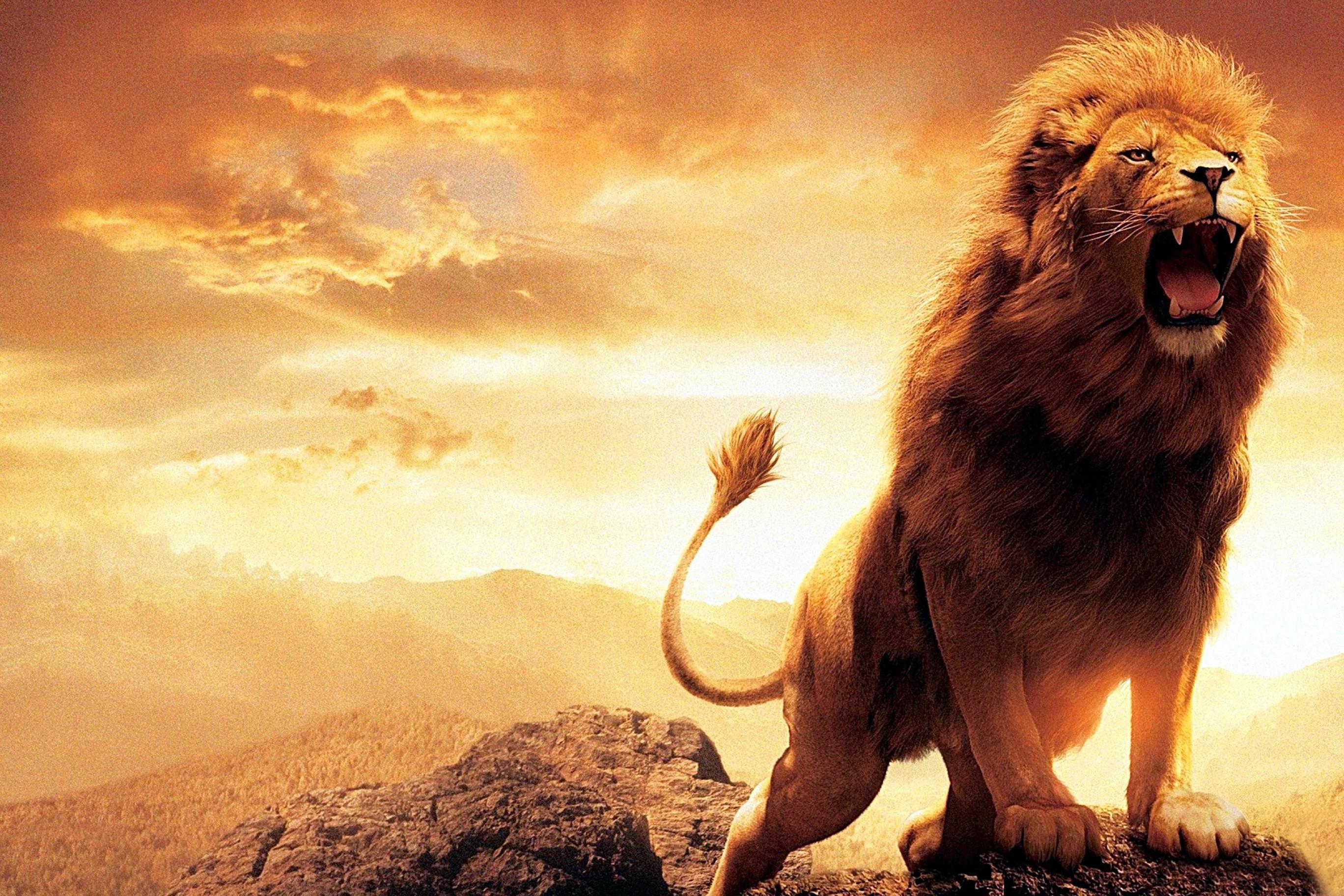 Roaring Lion HD Wallpaper. Background Imagex1824