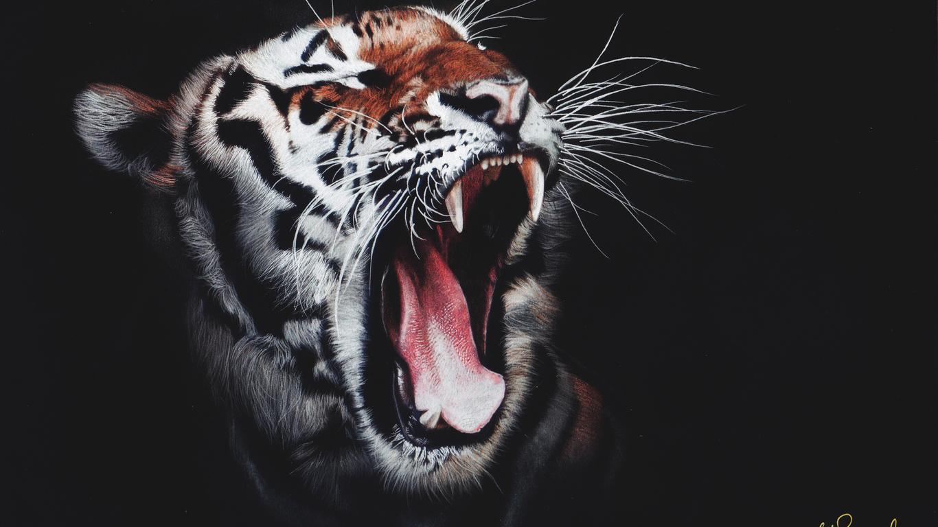 Tiger Roar 1366x768 Resolution HD 4k Wallpaper