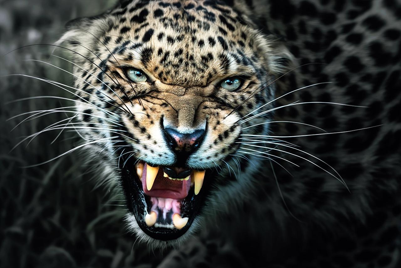 Desktop Wallpaper Leopards Canine tooth fangs Roar Whiskers
