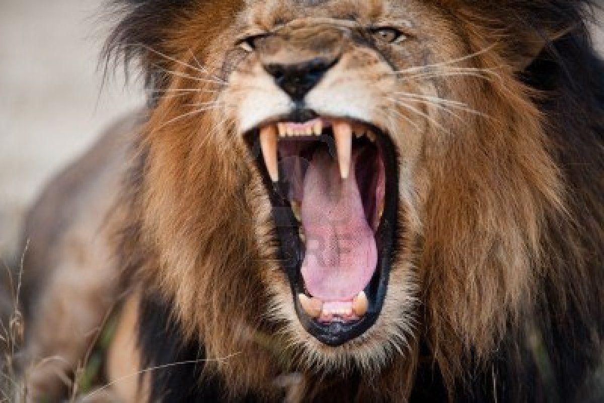 Angry Roaring Lion HD dekstop wallpaper Roaring